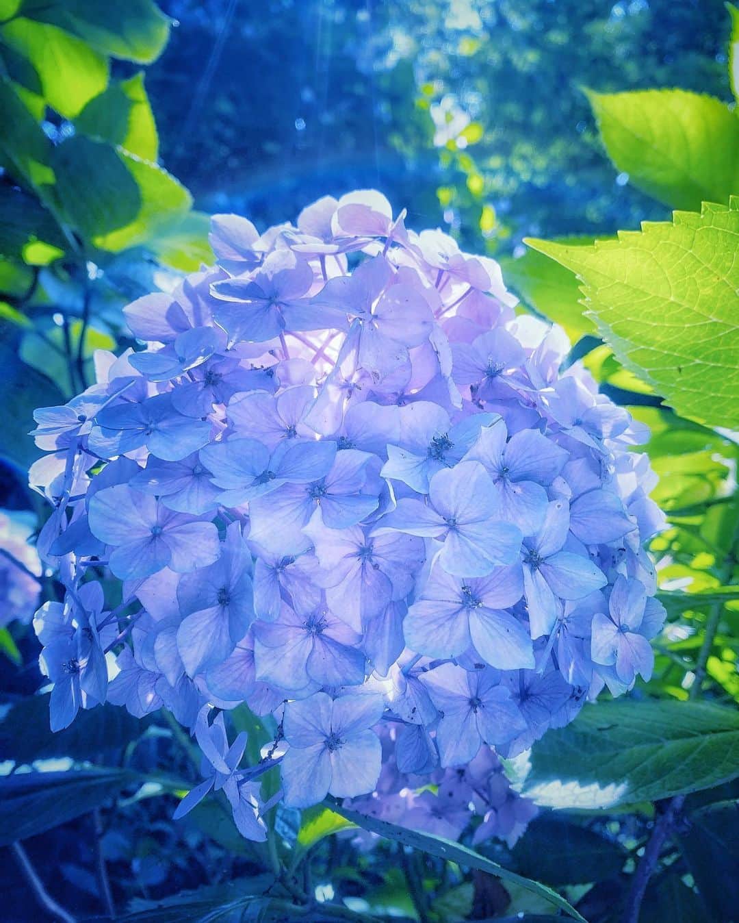 Elyさんのインスタグラム写真 - (ElyInstagram)「Hydrangea photo shoot today ☀️ アジサイロケしました！✨ 今天出門拍了紫陽花～昨天還下著大雨，今天天氣超好太幸運了！☺️ .  #elycosplay #dailyely #elydaily #blessed #summer  #hydrangea」6月20日 13時02分 - eeelyeee