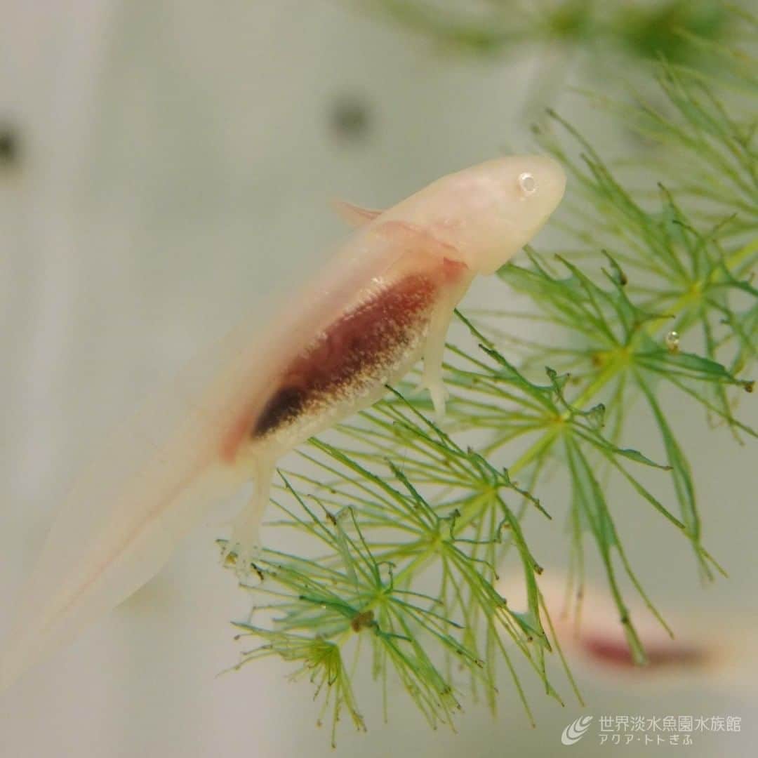 世界淡水魚園水族館 アクア・トト ぎふのインスタグラム：「好評開催中の企画展「もっと知りたいウーパールーパー」では、ウーパールーパーの赤ちゃんも展示しています。  大人とはまた違った表情が魅力的です。  #アクアトト #アクアトトぎふ #アクアトト岐阜 #aquarium #ウーパールーパー#Ambystomamexicanum」