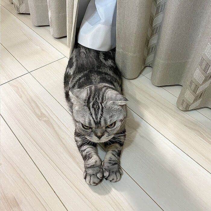 Shishi-maruのインスタグラム：「🐱ねこのきもちWEBMAGAZINE にて、猫エッセイが更新されました。今回は「ししまるのサマーハウス」のお話です。アプリ版もありますので是非。﻿ お楽しみください。﻿ ﻿ 【渋ネコししまるさん】#52﻿ ｜ねこのきもちWEB MAGAZINE﻿ ﻿ https://cat.benesse.ne.jp/lovecat/content/?id=74657﻿ ﻿ 🐱My essay about Shishi-maru is serialized in a weekly magazine:)﻿ ﻿ ーーーーーーーーーーーーー﻿ ﻿ 🌺「渋ネコ ししまるさん」ねこのきもちWEB MAGAZINE にて毎週金曜日エッセイの連載中﻿ ーーーーーーーーーーー﻿ 📕「ぷっちねこ。」「3匹のちいさな猫を召喚できたなら」「ちいさな猫を召喚できたなら」徳間書店より単行本発売中﻿ ーーーーーーーーーーー﻿ ⭐︎ねこ漫画→@tacos_cat﻿ 🌺Twitter →@taco_emonemon﻿ ーーーーーーーーーーー」