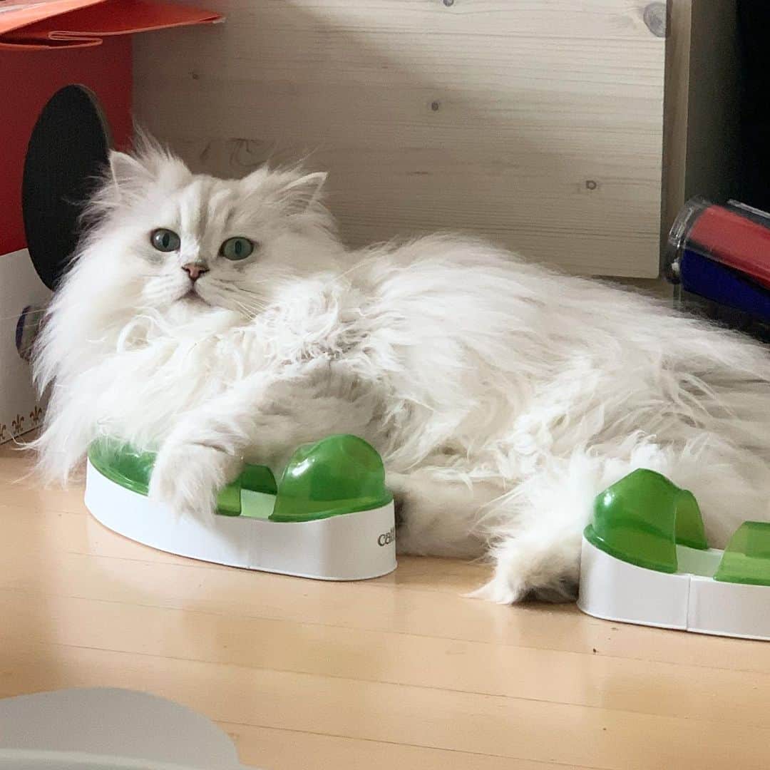 후추네큰언니のインスタグラム：「아 진짜 너무 귀욥따 ㅋㅋㅋㅋㅋㅋㅋ . . . . .  #후추  #고양이  #냥스타그램 #캣스타그램  #Hoochu #Hoochuthecat #cat #cats #catstagram #catsofinstagram #topcatphoto #bestmeow #ilovecat #cute #fluffy #petstagram #instacats」