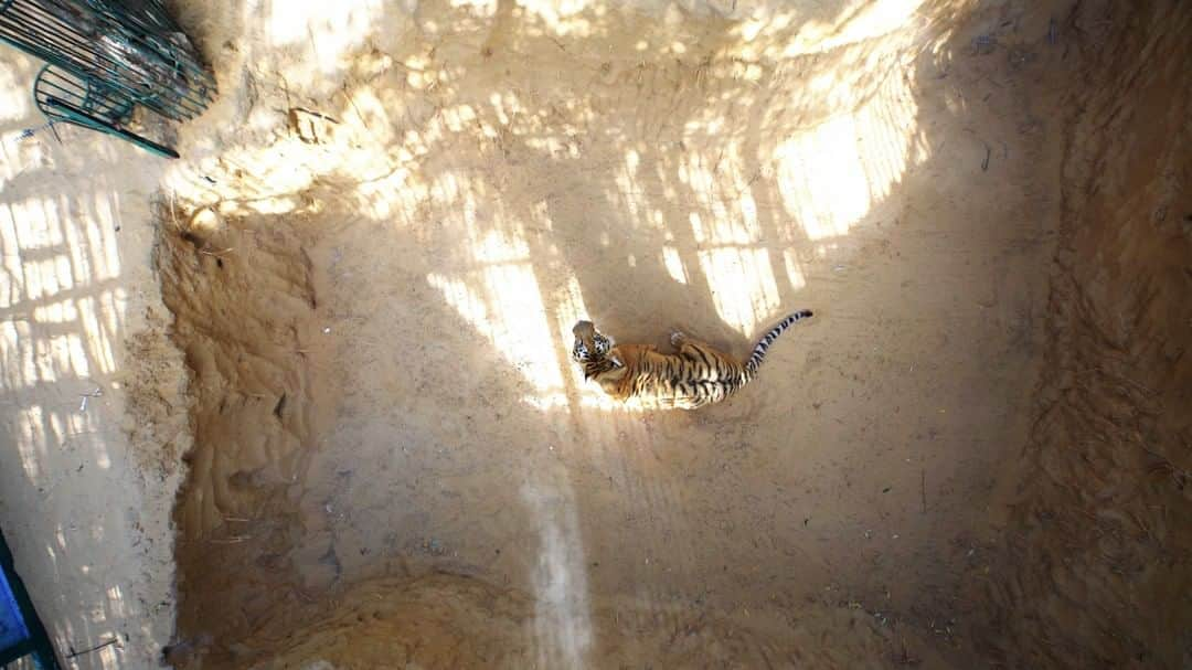 艾未未さんのインスタグラム写真 - (艾未未Instagram)「Laziz, 2016  Color video with sound, 14 min.  Laziz is a ten-year-old male Bengal tiger. He was smuggled through a tunnel that connects Egypt with Gaza as one of the first animals obtained by the Khan Younis Zoo in Gaza in 2007. Over time, the zoo accumulated hundreds of animals including primates, lions, emus, pelicans and many more.  During military conflicts between Israel and Gaza’s Hamas government in 2009 and 2014, several animals were reported to have died, mostly of starvation. In 2015 more than 50 of the deceased animals were taxidermied by the zoo staff and were put on display in the enclosures to attract more visitors to the otherwise deserted zoo.  Images of these mummified animals earned the Khan Younis Zoo the reputation of “the world’s worst zoo” by animal welfare groups and international media. In May 2016, Ai Weiwei and his team came to Gaza for a documentary film project about refugees and visited the zoo. By then only 15 of the previous hundreds of animals were still alive, most cages appeared deserted and the animals starving. All other cats, including Laziz’s mate, had died. Laziz remained the last tiger in the Gaza Strip.  In August 2016, the animal welfare organization Four Paws International started a rescue mission for the remaining animals of Khan Younis. The zoo was closed and all animals were evacuated from Gaza and brought to animal sanctuaries in neighboring Jordan and Israel. Only Laziz was transferred by plane to the Lionsrock Big Cat Sanctuary in South Africa, where he now lives in a large grassy enclosure that supports his natural behavior.  The video shows Laziz in a temporary enclosure at the Khan Younis Zoo in June 2016, two months before his rescue.  Exhibited at the Israel Museum, Jerusalem, Israel (2017); Sakip Sabanci Museum, Istanbul, Turkey (2017); Oca, São Paulo, Brazil (2018); Kemper Art Museum, St. Louis, USA (2019)  #worldrefugeeday #aiweiwei」6月20日 14時00分 - aiww