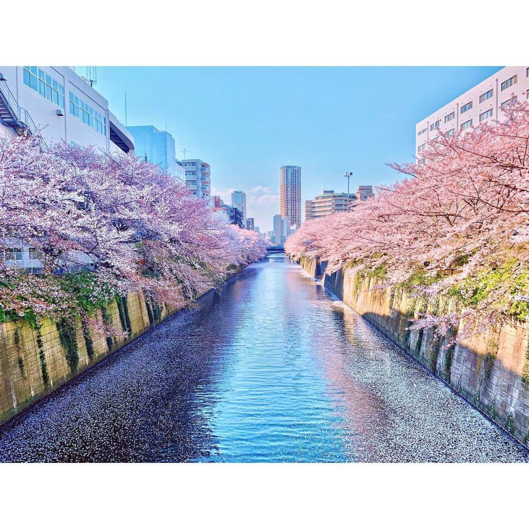Takama Shibataのインスタグラム：「桜、アップしてなかった🤣  今年は色んな事が大変化！ みんなでお花見ワイワイ出来なかったけど 仕事中にチラッと見えた中目黒の桜🌸 人間の都合なんて関係なく 人類を応援するように 豊かにきらきら咲いていましたね✨  来年はみんなでお花見できたら嬉しいね👏🏼 #今更 #もうすぐ夏  #日本 #japan #東京 #tokyo #中目黒 #空 #sky #綺麗 #景色 #scenery #素敵 #beautiful #自然 #nature #桜 #cherryblossom #river」