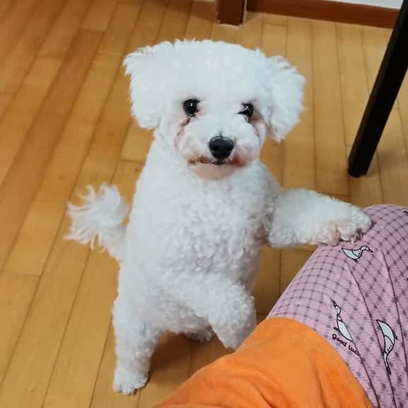 ソン・スンヒョンのインスタグラム：「천국: 오이오이!! 놀러오라구 !  @kong._.heaven  천천히 간직할 콩알이와 천국이 계정 편하게 놀러와용🐶」