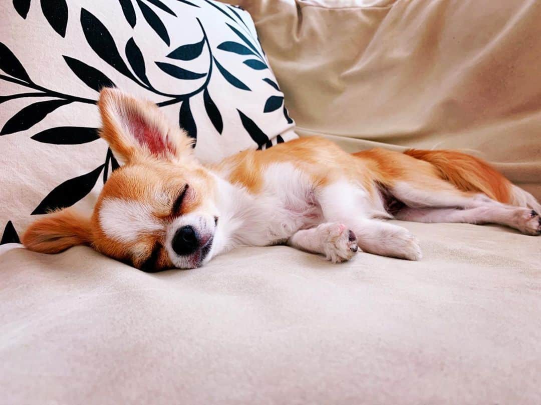 朝岡実嶺さんのインスタグラム写真 - (朝岡実嶺Instagram)「しずく💛🧡❤️ #チワワ #わんこ  #chihuahua #chihuahuasofinstagram  #dogsofinstagram  #dog #doggy #doggylove」6月20日 15時05分 - mirei_asaoka