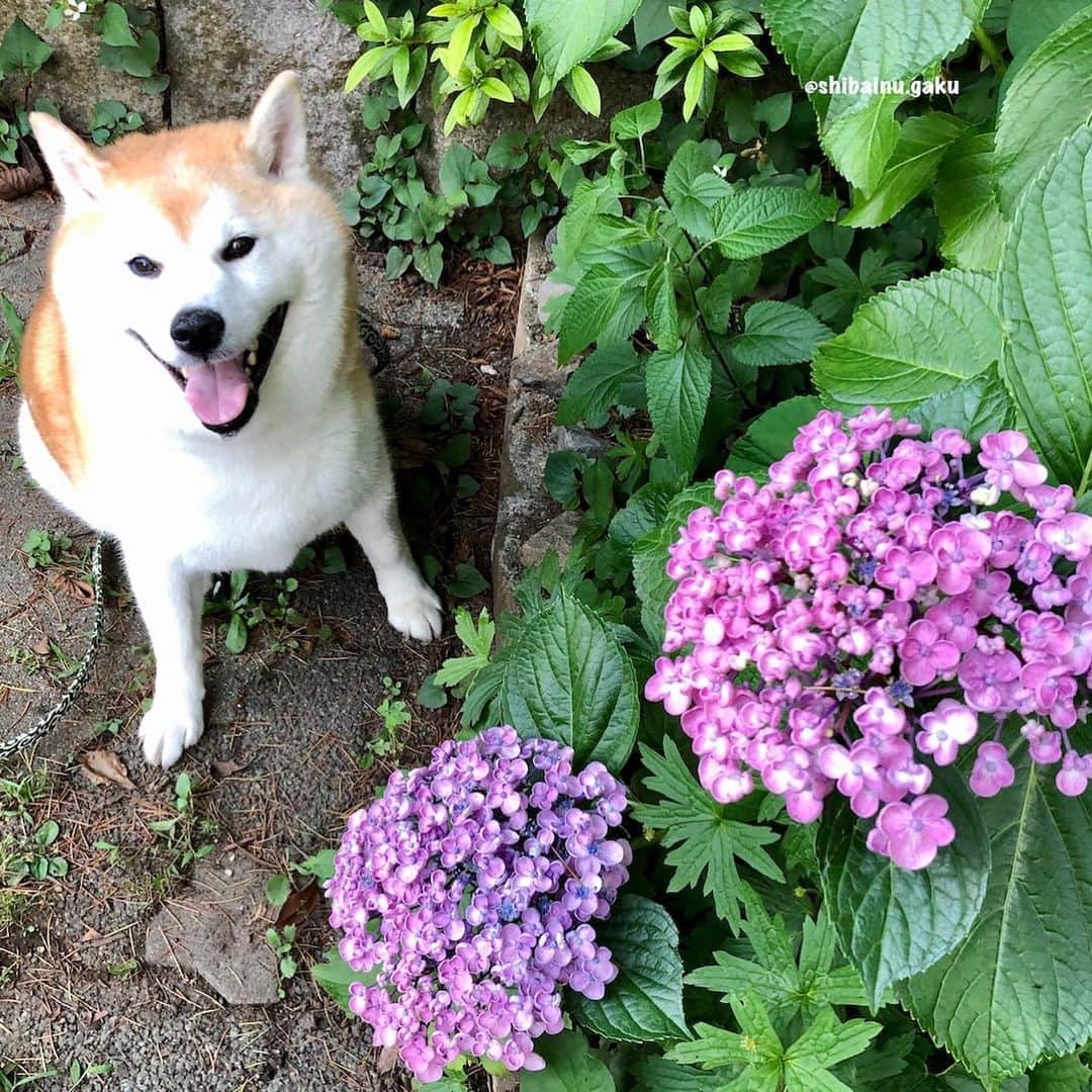 Kazumi-Gakumamaさんのインスタグラム写真 - (Kazumi-GakumamaInstagram)「花びらがクルッと丸まって可愛い紫陽花を見付けたょ〰️🐕😍✨ *  ママが調べたら「ウズアジサイ」または「オタフクアジサイ」とかいう種類で、江戸時代に作られたガクアジサイの園芸品種なんだって〜😌 *  この時期、なんたって紫陽花を良く見かけるけど本当~にキレイ✨ *  ママは、ボクをモデルについシャッターを押したくなるんだってー📷 *  だからボクもママに付き合って「ハイ‼︎ ポーズ✌️」 やっぱり紫陽花の似合うオトコ✨だなんて言われるとその気になっちゃうボク🤣 *  紫陽花って、土壌の酸性度(ph度)に寄って花の色が変わるのは有名だよね~😌 ☝️これは、あまりお花に詳しくないママでさえも知ってたくらい💦 *  ちなみに紫陽花の種類って大きく分けると50種類くらいだけど、園芸品種を加えてるとナント2,000種類以上あるとも言われているんだってさ〜〜〜😳 すっごいね〰️😆 🐾----*----*----*----🐾 A man who looks good on hydrangeas.  Its name is Gaku🐕✨ I took it with Hydrangea macrophylla cv. Uzuajisai today📷 🐾----*----*----*----🐾 #柴犬 #岳 #柴犬岳 #柴犬ガク#gaku #shibainugaku #shiba #shibainu #shibastagram #いぬすたぐらむ #dogsofinstagram #pecoいぬ部 #pecotv #ふわもこ部 #ワンフルエンサー  #Hermoso #weeklyfluff #🐕📷 #コロナに負けるな #お散歩 #ウズアジサイ #紫陽花 #20200620」6月20日 15時23分 - shibainu.gaku