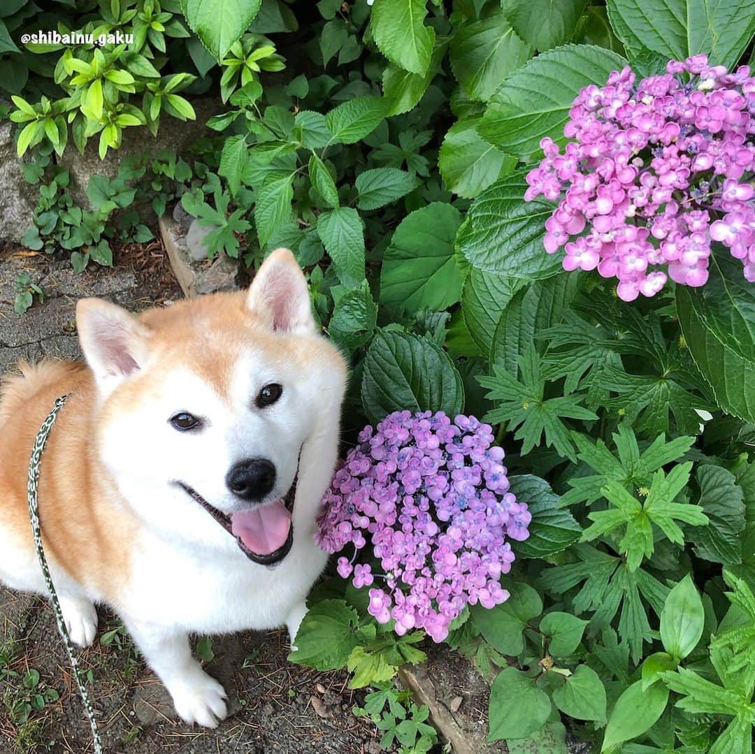 のインスタグラム：「花びらがクルッと丸まって可愛い紫陽花を見付けたょ〰️🐕😍✨ *  ママが調べたら「ウズアジサイ」または「オタフクアジサイ」とかいう種類で、江戸時代に作られたガクアジサイの園芸品種なんだって〜😌 *  この時期、なんたって紫陽花を良く見かけるけど本当~にキレイ✨ *  ママは、ボクをモデルについシャッターを押したくなるんだってー📷 *  だからボクもママに付き合って「ハイ‼︎ ポーズ✌️」 やっぱり紫陽花の似合うオトコ✨だなんて言われるとその気になっちゃうボク🤣 *  紫陽花って、土壌の酸性度(ph度)に寄って花の色が変わるのは有名だよね~😌 ☝️これは、あまりお花に詳しくないママでさえも知ってたくらい💦 *  ちなみに紫陽花の種類って大きく分けると50種類くらいだけど、園芸品種を加えてるとナント2,000種類以上あるとも言われているんだってさ〜〜〜😳 すっごいね〰️😆 🐾----*----*----*----🐾 A man who looks good on hydrangeas.  Its name is Gaku🐕✨ I took it with Hydrangea macrophylla cv. Uzuajisai today📷 🐾----*----*----*----🐾 #柴犬 #岳 #柴犬岳 #柴犬ガク#gaku #shibainugaku #shiba #shibainu #shibastagram #いぬすたぐらむ #dogsofinstagram #pecoいぬ部 #pecotv #ふわもこ部 #ワンフルエンサー  #Hermoso #weeklyfluff #🐕📷 #コロナに負けるな #お散歩 #ウズアジサイ #紫陽花 #20200620」