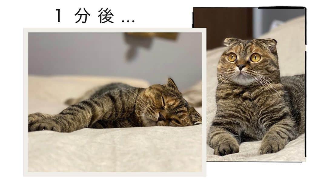 小林愛さんのインスタグラム写真 - (小林愛Instagram)「秒で眠る…  #猫  #ねこ #cat #スコティッシュフォールド #折れ耳  #猫のいる暮らし #猫好きさんと繋がりたい  #にゃんすたぐらむ　#youtube #るーたんあいたん」6月20日 15時35分 - love_me_ai
