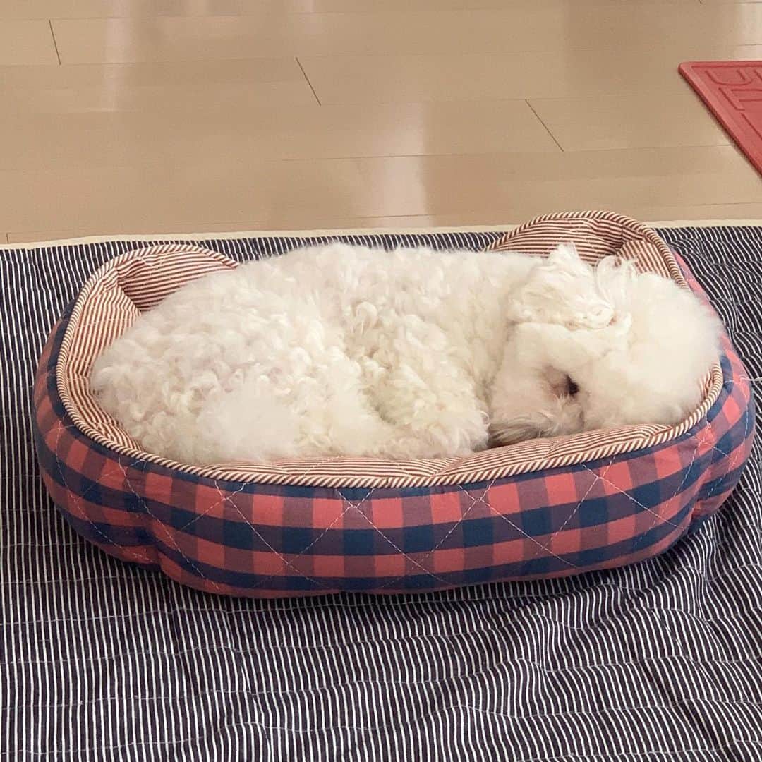 セロリさんのインスタグラム写真 - (セロリInstagram)「【検査結果】 先日お願いしてあったアレルギーの簡易検査の結果が出ました。 食物75項目、環境72項目。 判定の表記の仕方について。 陰性（アレルギー反応なし）の場合の1〜3。 陽性（アレルギー反応あり）の場合の1〜7で記載されていました。 わかりやすく言うと、陰性の3が「1番アレルギー反応の出ない」項目で、陽性の7が「1番アレルギー反応が出る」項目ということです。 いくらの結果を見ると・・・。 陽性の1番反応が出るものでもレベルは「3」でした。 陽性の1〜7のレベルの中の「3」ということです。 しかも、その「3」は「アボガド」と「にんにく」 どちらもいくらには与えていないものでした。 今まで1度も与えことがありません。 ただ、今まで鶏肉系が主なフードやおやつだったのですが、鶏肉が陽性のレベル「1」でした。 とても低い反応ですが、陽性反応が出てるものを食べさせ続けるのも嫌なので、フードは既に鹿肉系・魚肉系に切り替えてます。 おやつもこれから変えていきます。 ただ、今回の結果でわかったことがあります。 いくらにはほぼ「アレルギーの陽性反応」が見られなかったということ。 これで僕と奥さんの気持ちが決まりました。 昨日は「あつ森」もせずに、奥さんといくらのこれからについて遅くまで話し合いました。 「これが原因なのではないか？」と2人で思い続けてきたことが真実味を帯びてきました。 僕は獣医ではありません。 単にいくらの飼い主というだけです。 （飼い主って言い方、僕は嫌いなんだけど・・・） ハッキリ言うと、ただの素人です。 でも、毎日いくらを見て、毎日いくらを抱いて、毎日いくらを触っているのは奥さんと僕なんです。 どんな変化も見逃したくないんです。 そんな奥さんと僕が出した答え。 「毎月のフィラリア・ノミマダニの予防薬（名前は伏せます）」を違うものに変えます。 毎月、月初に与える予防薬。 今年から体重の関係で、ワンランク上のものになっていました。 月初には濃いオレンジ色に染まるいくら。 月末に向けて少しずつオレンジ色が薄くなります。 しかし、また月初になると濃いオレンジに染まります。 2回、同じことが続きました。 「副作用のない薬はない」 それはわかっています。 ただ、いくらの飼い主としていくらの為に決断しました。 奥さんと僕しかいくらの毎日を変えてあげることは出来ないから。 結果が手元に届いたことで、奥さんと僕の「気持ち」が定まりました。 以上、報告でした。 #maltese #マルチーズ #アレルギー #ちなみにセロリの反応は陽性1でした」6月20日 15時48分 - celeryrabbit