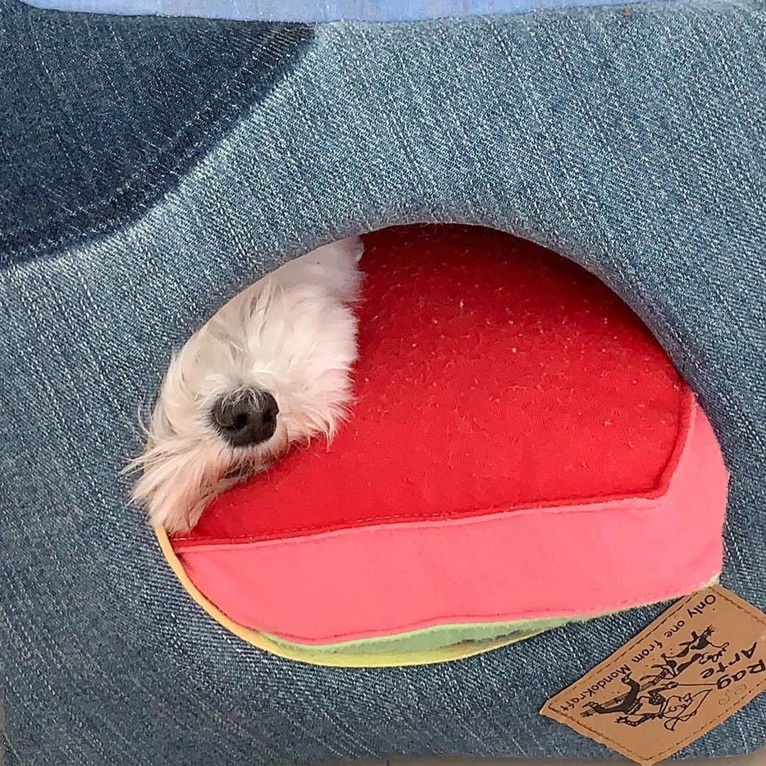 セロリさんのインスタグラム写真 - (セロリInstagram)「【検査結果】 先日お願いしてあったアレルギーの簡易検査の結果が出ました。 食物75項目、環境72項目。 判定の表記の仕方について。 陰性（アレルギー反応なし）の場合の1〜3。 陽性（アレルギー反応あり）の場合の1〜7で記載されていました。 わかりやすく言うと、陰性の3が「1番アレルギー反応の出ない」項目で、陽性の7が「1番アレルギー反応が出る」項目ということです。 いくらの結果を見ると・・・。 陽性の1番反応が出るものでもレベルは「3」でした。 陽性の1〜7のレベルの中の「3」ということです。 しかも、その「3」は「アボガド」と「にんにく」 どちらもいくらには与えていないものでした。 今まで1度も与えことがありません。 ただ、今まで鶏肉系が主なフードやおやつだったのですが、鶏肉が陽性のレベル「1」でした。 とても低い反応ですが、陽性反応が出てるものを食べさせ続けるのも嫌なので、フードは既に鹿肉系・魚肉系に切り替えてます。 おやつもこれから変えていきます。 ただ、今回の結果でわかったことがあります。 いくらにはほぼ「アレルギーの陽性反応」が見られなかったということ。 これで僕と奥さんの気持ちが決まりました。 昨日は「あつ森」もせずに、奥さんといくらのこれからについて遅くまで話し合いました。 「これが原因なのではないか？」と2人で思い続けてきたことが真実味を帯びてきました。 僕は獣医ではありません。 単にいくらの飼い主というだけです。 （飼い主って言い方、僕は嫌いなんだけど・・・） ハッキリ言うと、ただの素人です。 でも、毎日いくらを見て、毎日いくらを抱いて、毎日いくらを触っているのは奥さんと僕なんです。 どんな変化も見逃したくないんです。 そんな奥さんと僕が出した答え。 「毎月のフィラリア・ノミマダニの予防薬（名前は伏せます）」を違うものに変えます。 毎月、月初に与える予防薬。 今年から体重の関係で、ワンランク上のものになっていました。 月初には濃いオレンジ色に染まるいくら。 月末に向けて少しずつオレンジ色が薄くなります。 しかし、また月初になると濃いオレンジに染まります。 2回、同じことが続きました。 「副作用のない薬はない」 それはわかっています。 ただ、いくらの飼い主としていくらの為に決断しました。 奥さんと僕しかいくらの毎日を変えてあげることは出来ないから。 結果が手元に届いたことで、奥さんと僕の「気持ち」が定まりました。 以上、報告でした。 #maltese #マルチーズ #アレルギー #ちなみにセロリの反応は陽性1でした」6月20日 15時48分 - celeryrabbit