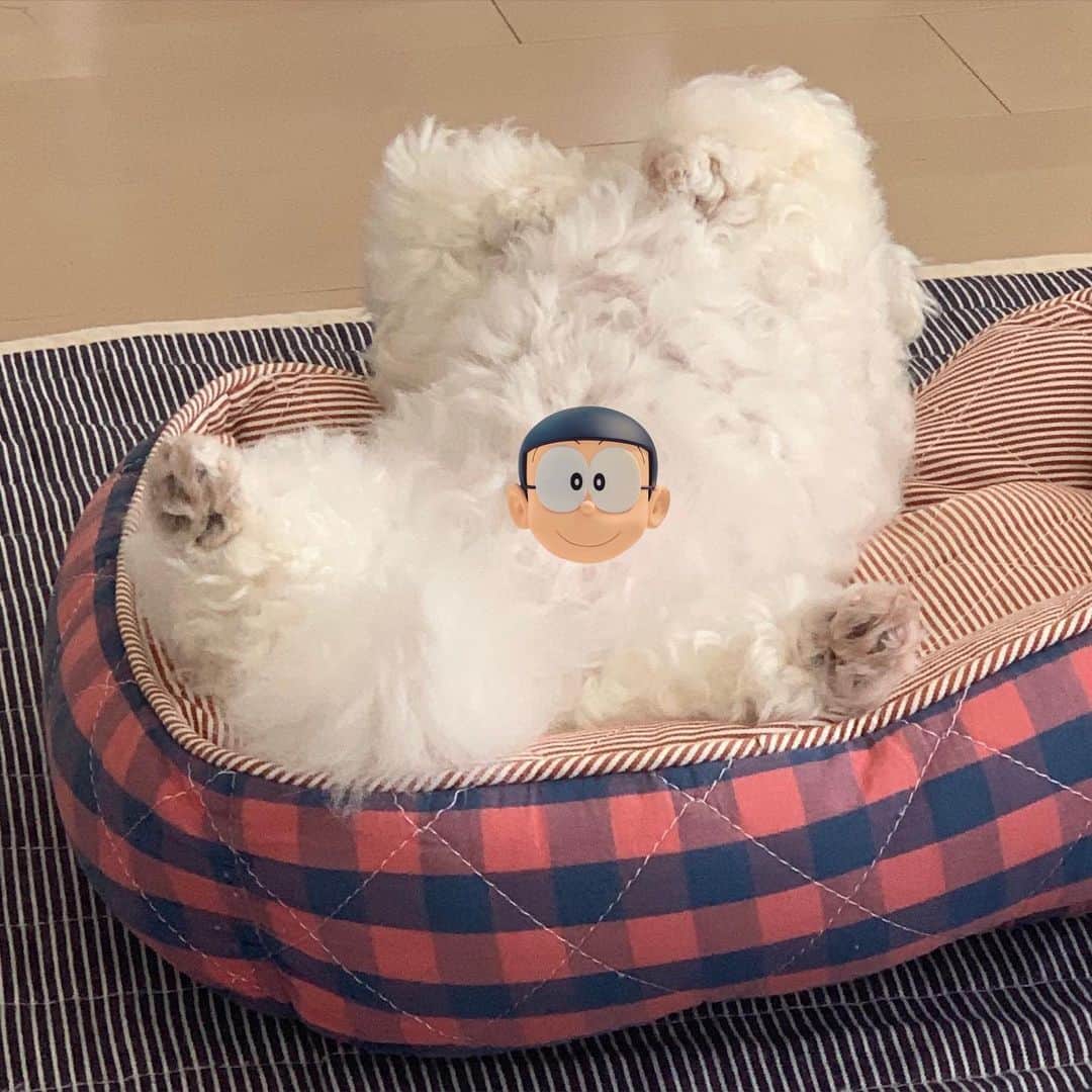 セロリさんのインスタグラム写真 - (セロリInstagram)「【検査結果】 先日お願いしてあったアレルギーの簡易検査の結果が出ました。 食物75項目、環境72項目。 判定の表記の仕方について。 陰性（アレルギー反応なし）の場合の1〜3。 陽性（アレルギー反応あり）の場合の1〜7で記載されていました。 わかりやすく言うと、陰性の3が「1番アレルギー反応の出ない」項目で、陽性の7が「1番アレルギー反応が出る」項目ということです。 いくらの結果を見ると・・・。 陽性の1番反応が出るものでもレベルは「3」でした。 陽性の1〜7のレベルの中の「3」ということです。 しかも、その「3」は「アボガド」と「にんにく」 どちらもいくらには与えていないものでした。 今まで1度も与えことがありません。 ただ、今まで鶏肉系が主なフードやおやつだったのですが、鶏肉が陽性のレベル「1」でした。 とても低い反応ですが、陽性反応が出てるものを食べさせ続けるのも嫌なので、フードは既に鹿肉系・魚肉系に切り替えてます。 おやつもこれから変えていきます。 ただ、今回の結果でわかったことがあります。 いくらにはほぼ「アレルギーの陽性反応」が見られなかったということ。 これで僕と奥さんの気持ちが決まりました。 昨日は「あつ森」もせずに、奥さんといくらのこれからについて遅くまで話し合いました。 「これが原因なのではないか？」と2人で思い続けてきたことが真実味を帯びてきました。 僕は獣医ではありません。 単にいくらの飼い主というだけです。 （飼い主って言い方、僕は嫌いなんだけど・・・） ハッキリ言うと、ただの素人です。 でも、毎日いくらを見て、毎日いくらを抱いて、毎日いくらを触っているのは奥さんと僕なんです。 どんな変化も見逃したくないんです。 そんな奥さんと僕が出した答え。 「毎月のフィラリア・ノミマダニの予防薬（名前は伏せます）」を違うものに変えます。 毎月、月初に与える予防薬。 今年から体重の関係で、ワンランク上のものになっていました。 月初には濃いオレンジ色に染まるいくら。 月末に向けて少しずつオレンジ色が薄くなります。 しかし、また月初になると濃いオレンジに染まります。 2回、同じことが続きました。 「副作用のない薬はない」 それはわかっています。 ただ、いくらの飼い主としていくらの為に決断しました。 奥さんと僕しかいくらの毎日を変えてあげることは出来ないから。 結果が手元に届いたことで、奥さんと僕の「気持ち」が定まりました。 以上、報告でした。 #maltese #マルチーズ #アレルギー #ちなみにセロリの反応は陽性1でした」6月20日 15時48分 - celeryrabbit