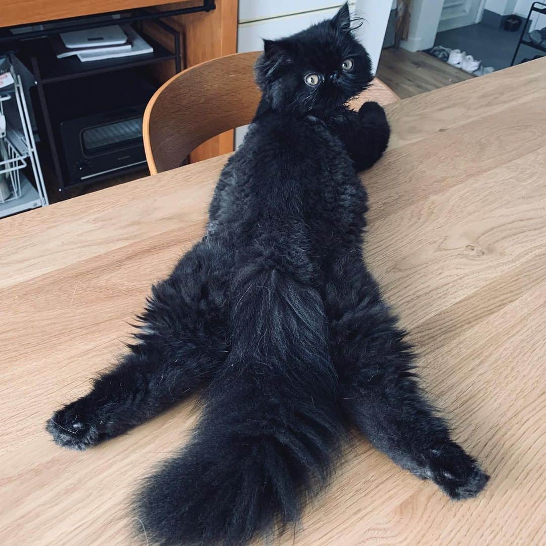 のインスタグラム：「大胆極まりない #cochicat」