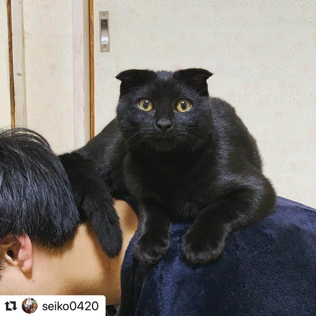 【公式】いぬのきもち・ねこのきもちさんのインスタグラム写真 - (【公式】いぬのきもち・ねこのきもちInstagram)「#Repost @seiko0420 さんの猫ちゃん。 . ここは僕の指定席。 座り心地バツグン👍 .  ハッシュタグ #いぬのきもち #ねこのきもち に投稿いただいた可愛い写真をご紹介しています！ 「いぬのきもちWEB　MAGAZINE」、「ねこのきもちWEB MAGAZINE」でもご紹介させていただくことも！ ------------------- .  #ねこ #猫  #ねこすたぐらむ #ねこのきもち #ねこ好き #ねこと暮らす #ねこ好きさんと繋がりたい #猫好きな人と繋がりたい #猫がいる生活 #猫と暮らす#猫好き #cat #catstagram #catsofinstagram #cats_of_instagram  #スコティッシュフォールド#scottishfold」6月20日 16時06分 - inunekome