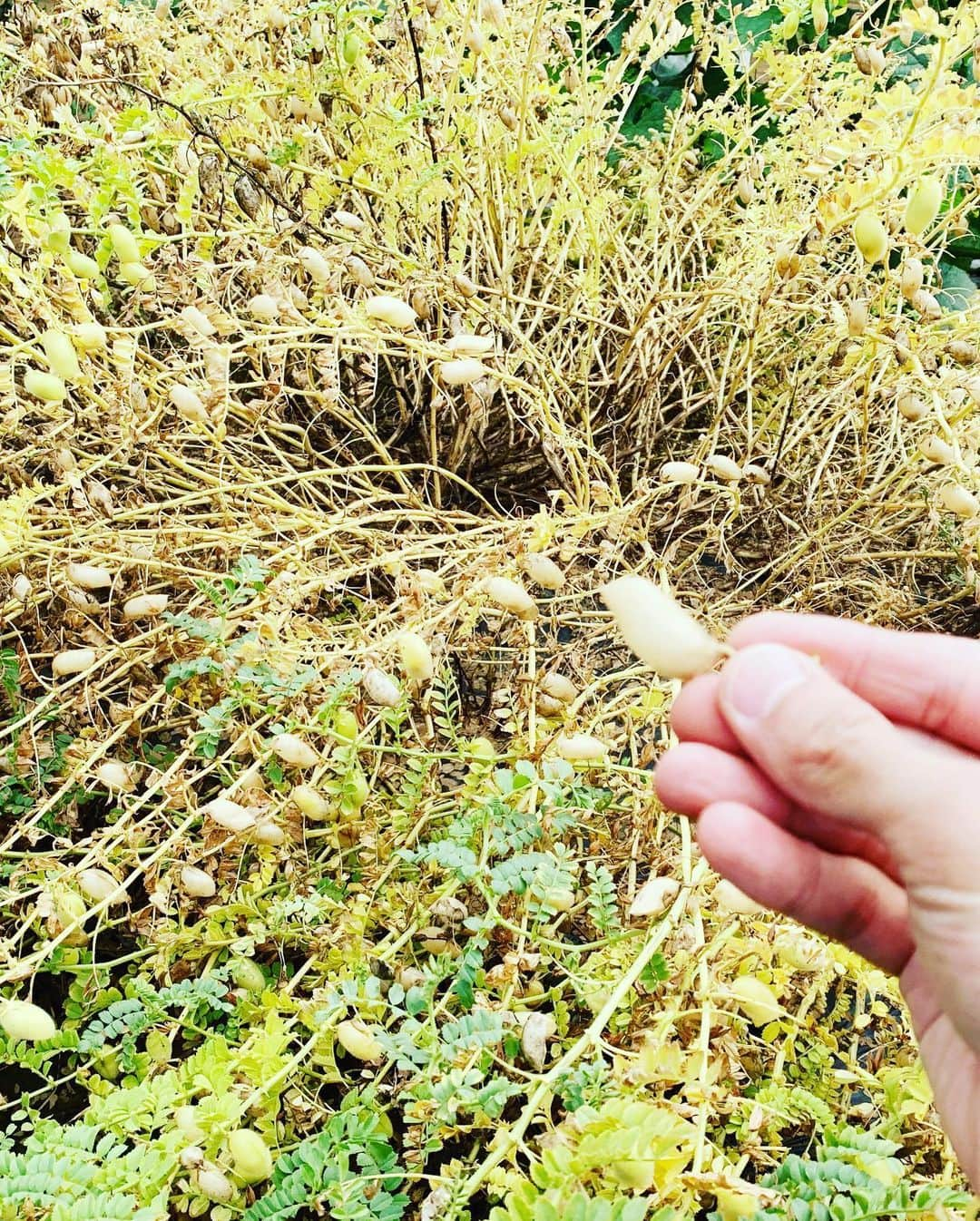 杉浦太陽さんのインスタグラム写真 - (杉浦太陽Instagram)「1日畑ロケ！  2枚目、何の野菜でしょうか？  @sugiurataiyou_official  #Eテレ #やさいの時間 #農作業 #野菜クイズ #何の野菜でしょう？ #ここに書くにしかないw #答え #ひよこ豆w #見た目がひよこ🐤」6月20日 16時09分 - sugiurataiyou_official