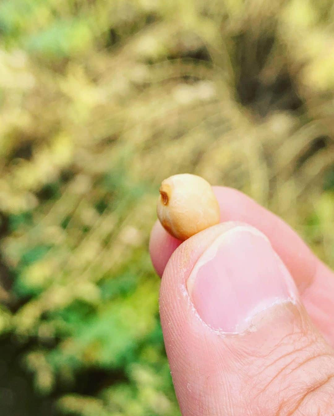 杉浦太陽さんのインスタグラム写真 - (杉浦太陽Instagram)「1日畑ロケ！  2枚目、何の野菜でしょうか？  @sugiurataiyou_official  #Eテレ #やさいの時間 #農作業 #野菜クイズ #何の野菜でしょう？ #ここに書くにしかないw #答え #ひよこ豆w #見た目がひよこ🐤」6月20日 16時09分 - sugiurataiyou_official