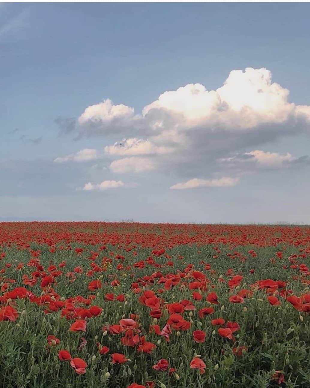 ELLE Polandさんのインスタグラム写真 - (ELLE PolandInstagram)「Piknik w takim miejscu - marzenie! #flowers #summer #poppyseed #repost @jestem_kasia」6月20日 16時24分 - ellepolska