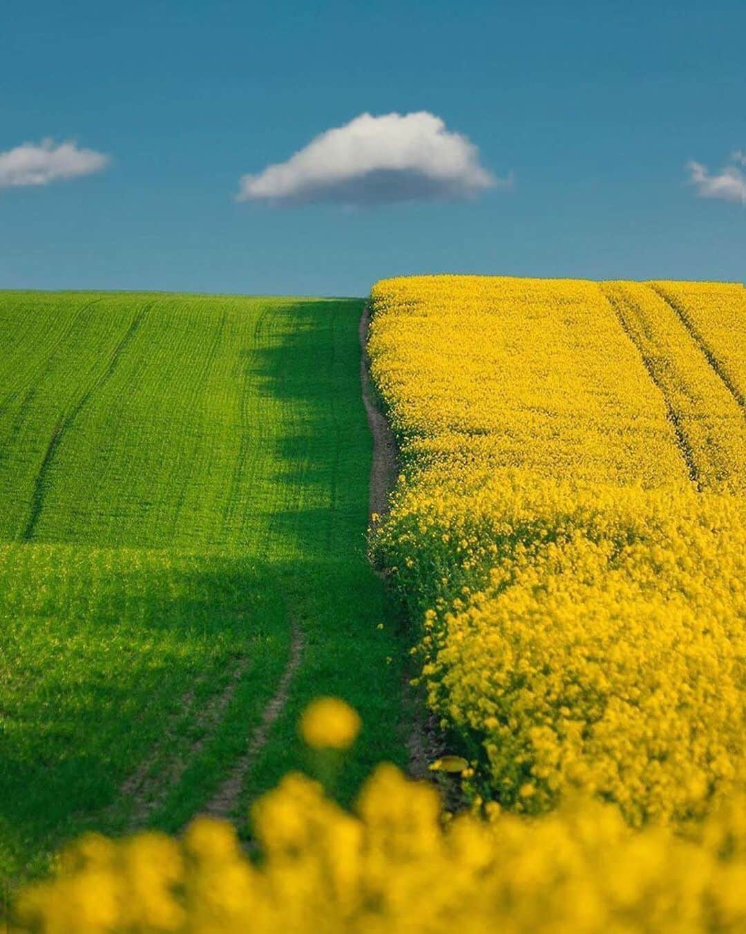 Canon Photographyさんのインスタグラム写真 - (Canon PhotographyInstagram)「Summertime in the Czech Republic.  Photography | @merveceranphoto Curated by @steffeneisenacher  #summertime #summercrop #rapeseed #canolafields #minimalism」6月20日 16時42分 - cpcollectives