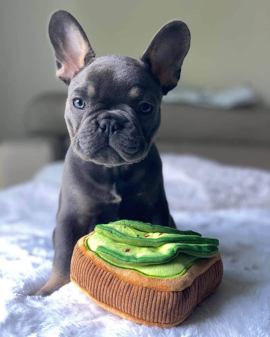 French Bulldogさんのインスタグラム写真 - (French BulldogInstagram)「Does this count as breakfast in bed? 🥑 @frenchiebax . . . . . #frenchie #frenchies #frenchies1 #frenchiepuppy #frenchiesofinstagram #frenchbulldog #frenchbulldogs #frenchbulldogpuppy #frenchbulldogsofinstagram #fralla #fransebulldog #franskbulldog #französischebulldogge #flatnosedogsociety」6月20日 16時52分 - frenchie.world