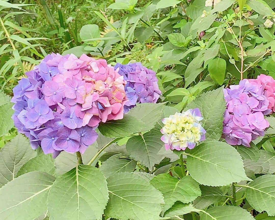 長谷部優さんのインスタグラム写真 - (長谷部優Instagram)「紫陽花の季節☘️☔️ ピンク紫みたいな色が好み☺︎ バイカラー紫陽花見つけた☺︎☺︎」6月20日 17時06分 - yuuhasebe