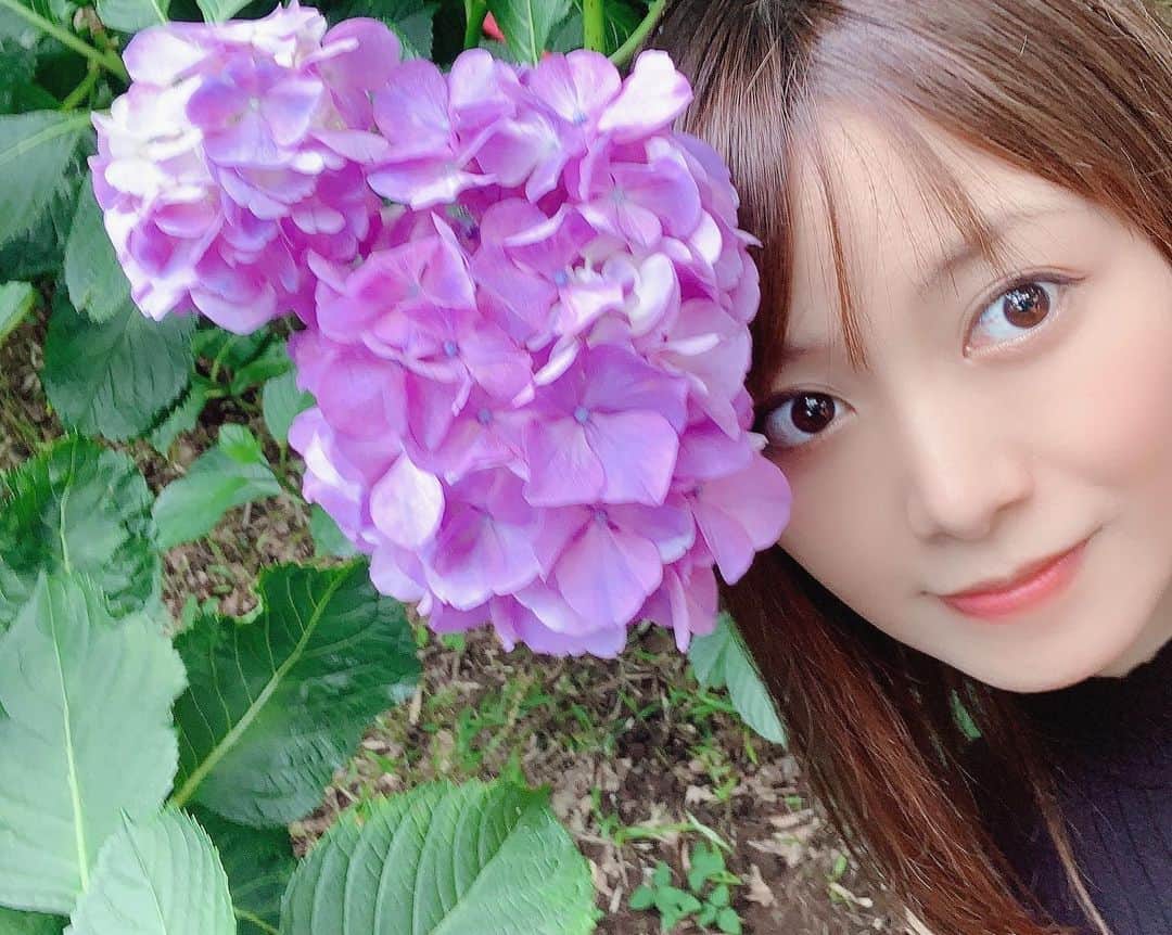 長谷部優のインスタグラム：「紫陽花の季節☘️☔️ ピンク紫みたいな色が好み☺︎ バイカラー紫陽花見つけた☺︎☺︎」