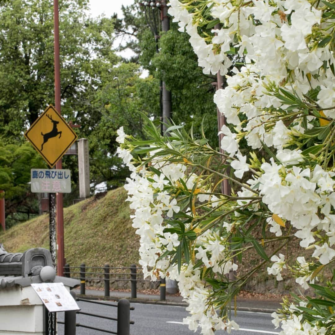 菊水楼公式アカウントのインスタグラム