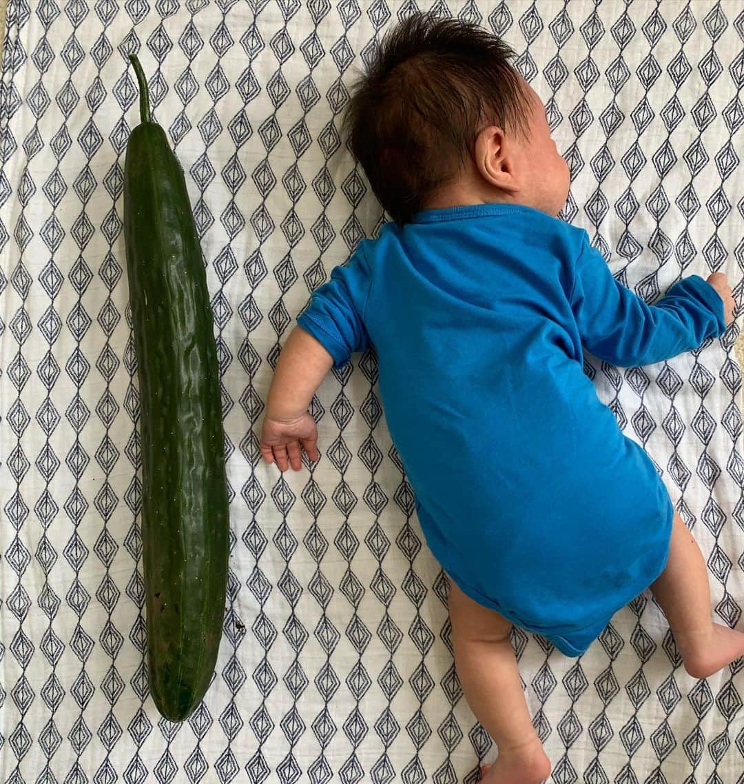 のインスタグラム：「すんごいおっきいきゅーり、いただきました!!!重さ1kg🥒💙 そして、数日前からブログが、アメブロ「楊原 京子のオフィシャルブログ」に変わりました。よろしくお願いします。 ・ ・ #巨大きゅうり #きゅうりレシピ  #夏野菜 #きゅうり #pepino」
