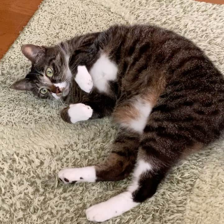 takegaeruのインスタグラム：「てんちゃんのコロコロごはんタイムアピール かわいい😽 #猫 #cat #よもねこ #よもぎねこ #キジトラ #きじとら」