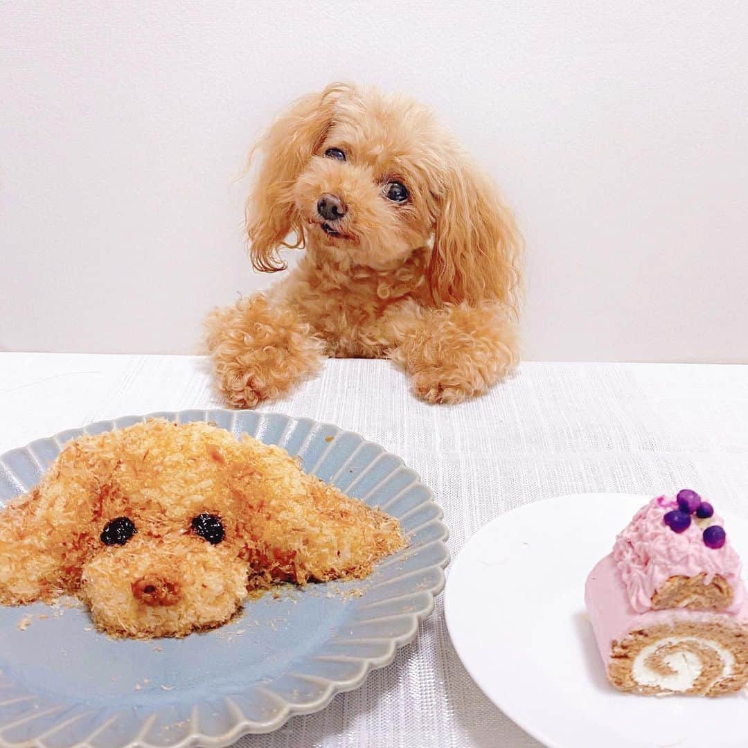 佐倉知里のインスタグラム：「ティアラちゃんお誕生日💗 . 10年前、大阪と奈良の県境まで1泊かけてお迎えに行きました🥺本当に本当にかわいくて、ブリーダーさんのおうちの象の置き物にびっくりして尻もち着いた姿がまたかわいすぎたのが昨日のことのよう😭✨ . 2枚目以降は10年前の写真♡ 手にすっぽり収まるほど小さくてお洋服もないので 私の靴下を縫って作ったり(4枚目)☺️🎀 . こんなにいい子いるのかなって位いい子すぎる 控えめで優しいママloveヤキモチMAXな女の子🌸 . お散歩してても赤ちゃんに間違えられる位ベビーフェイスで小さいけどもう10歳なのね‪(；-；)‬✨ . 大好きだよ。 長生きしてね。 って毎日耳元でいつも唱えてる。 . . まだまだ沢山一緒にいられますように☺️💕 . だーーいすき愛してる💓 . . . #teacuppoodle#ティーカッププードル#10yearsold#わんこのいる生活#わんこ部#プードルおにぎり#愛犬#いつも一緒#甘えん坊犬#ペットボトルの重さ😂」