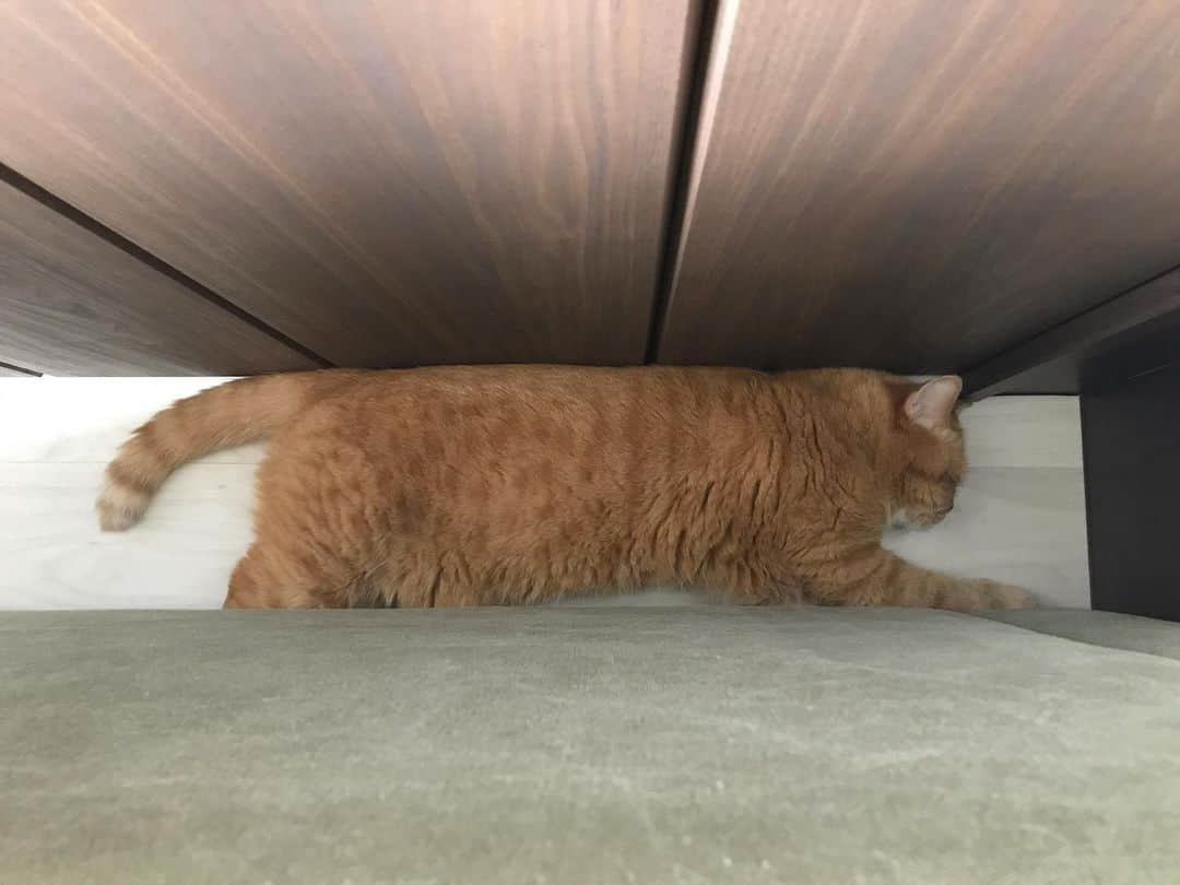 umeのインスタグラム：「ご、ごはんだよ…🍚🐟 ・ ・ ・ #おまめ #🐈」