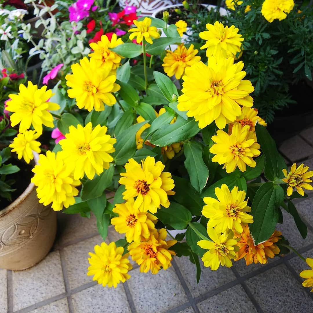 みながわゆみさんのインスタグラム写真 - (みながわゆみInstagram)「#おはようございます #今日も素敵な一日を #仕事頑張ろう #ジニア #黄色 #かわいい #きれい #はなまっぷ #花まっぷ #花の写真 #花写真 #花撮り #花好きな人 #花好きな人と繋がりたい #写真好き #写真好きな人と繋がりたい」6月21日 6時14分 - nama.09.19