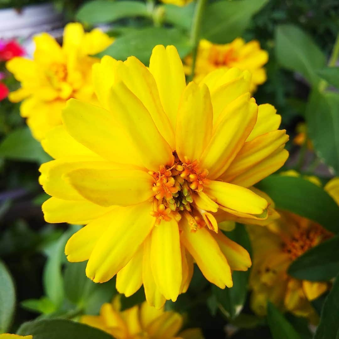 みながわゆみさんのインスタグラム写真 - (みながわゆみInstagram)「#おはようございます #今日も素敵な一日を #仕事頑張ろう #ジニア #黄色 #かわいい #きれい #はなまっぷ #花まっぷ #花の写真 #花写真 #花撮り #花好きな人 #花好きな人と繋がりたい #写真好き #写真好きな人と繋がりたい」6月21日 6時14分 - nama.09.19