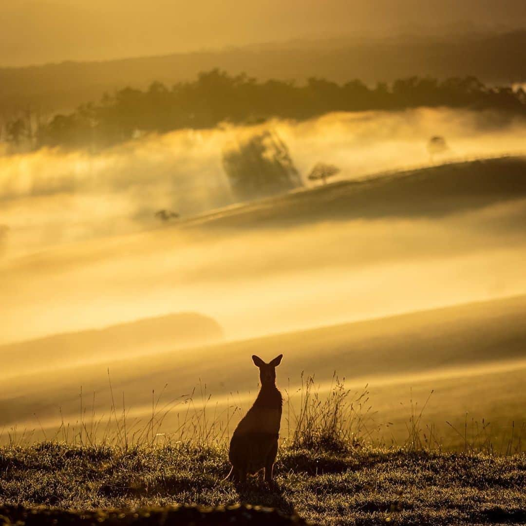 Australiaさんのインスタグラム写真 - (AustraliaInstagram)「Sunrise in the @visitdandenongranges is just spectacular, even the locals like to stop and stare! 🌅 It seems @melbourneadz was in the right place at the right time when he captured this solo #kangaroo gazing into the distance at #Gembrook, a small town tucked into the foothills of the #dandenongranges which is just one hours’ drive from @visitmelbourne. For those looking explore long stretches of country roads with stunning views like these, the #Gembrookloopdrive is a perfect #roadtrip from #Melbourne. #seeaustralia #visitvictoria」6月21日 5時00分 - australia