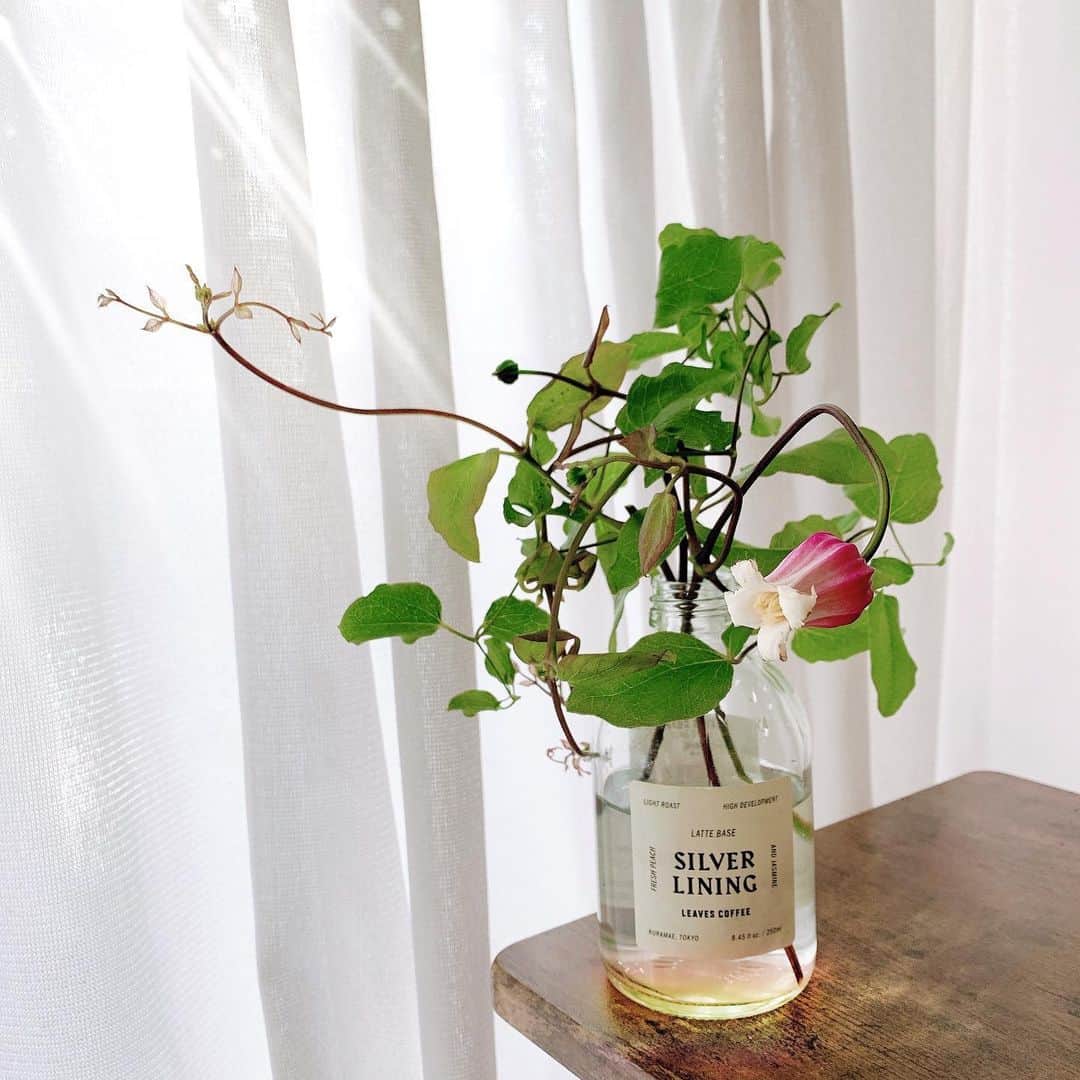 Sayakaのインスタグラム：「* 最近は暑くなってきたので 一輪挿しを楽しんでいます🌹✨ @leaves_coffee_roasters のラテベースの空き瓶に クレマチスをいけたら抜群に可愛くなった☺️💓 . .  #flower #flowers #flowerlovers #floweroftheday #flowerstagram #flowerarrangement #clematis #sayakasflower  #花のある暮らし #花のある生活 #クレマチス #おうち時間」