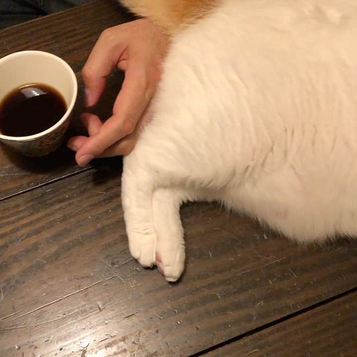 池田有希子のインスタグラム：「いねちゃんのシッポお喋りが可愛い過ぎるので見てください  #catstagram #talkingtail」