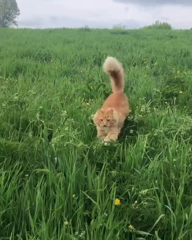 Aww Clubのインスタグラム