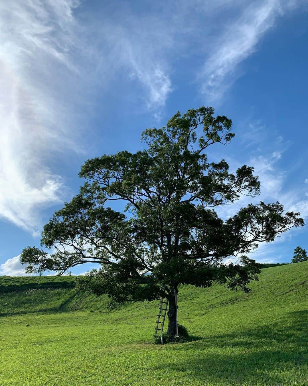 齊藤美絵さんのインスタグラム写真 - (齊藤美絵Instagram)「久々に呼吸の氣持ち良さを感じて、 裸足になって、 走りまわって、 木に登って、 ブランコやターザンで 風を感じて、 ドキドキしながら覗いたり触れたりして、 芝生の上に寝転がって、 自然と一体になった一日🍀  空がどこまでも広くて 360度山と緑✨  ここを2人で創り上げているなんて！ 奇跡のような実話が進行中の 夢のような現実の世界にただただ感動🌈✨ 童心回帰農場🍀✨ http://www.luns.co.jp  #大分　#竹田　#久住　#童心回帰農場　#oita #taketa #kuju #ツタエルヒト。」6月20日 22時04分 - saitomie