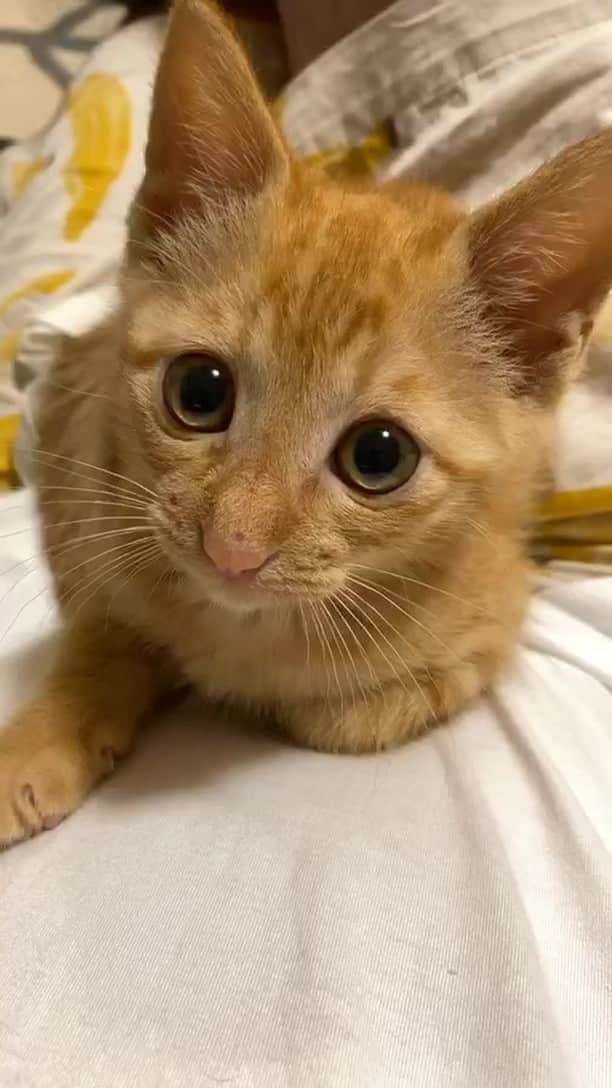 のインスタグラム：「2ヶ月のオスねこ諭吉  @chieeboon  最高の家族と出会えました！ 感謝いたします！」