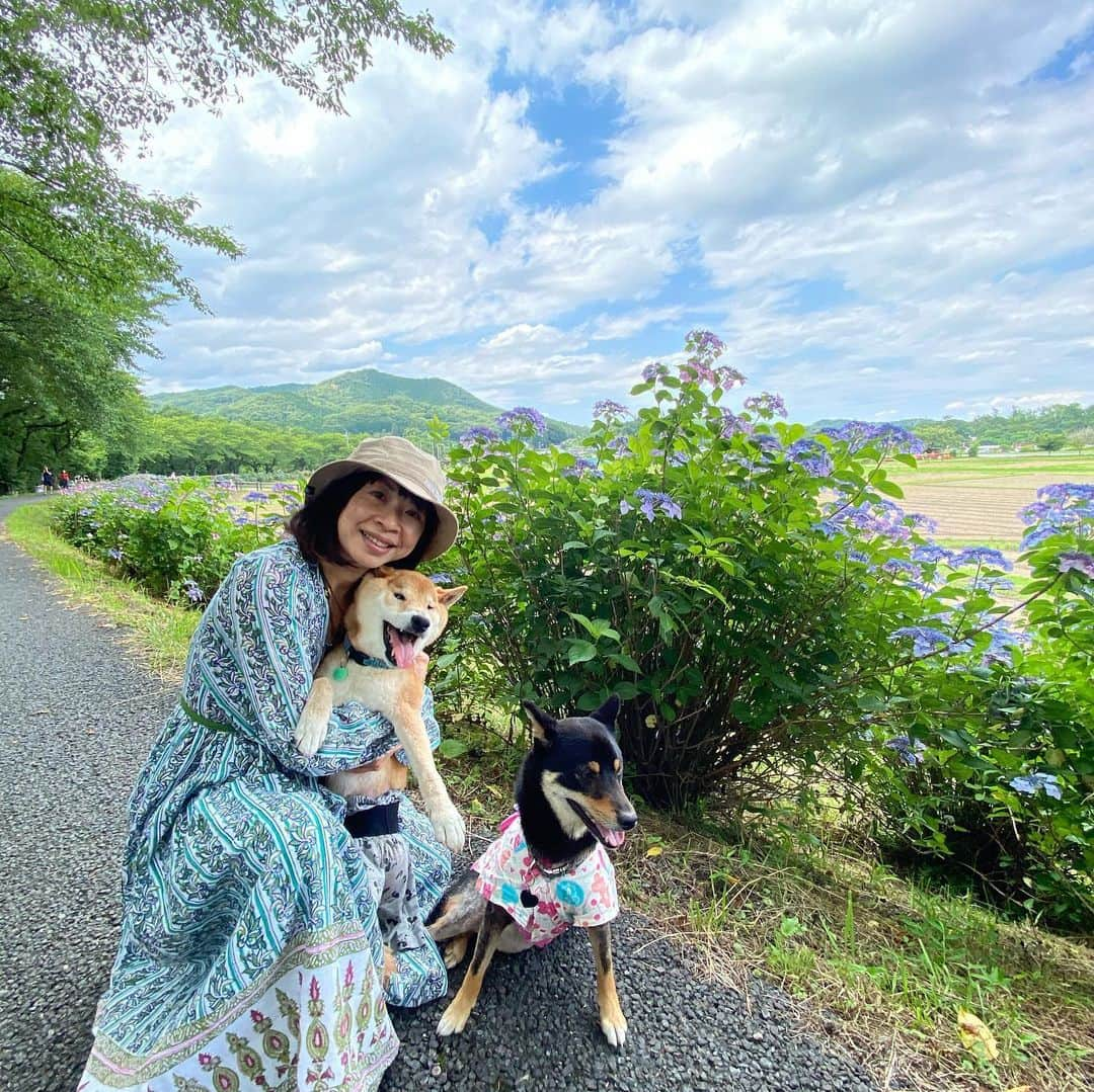 平山ユージさんのインスタグラム写真 - (平山ユージInstagram)「ショコラとひじきを連れて巾着田を夫婦で散歩🐕🐾　梅雨の晴れ間で空や木々、そして紫陽花が凄く綺麗だったー☀️🌈🍀🎄　#巾着田　#chocolateandhijiki」6月20日 22時31分 - yuji_hirayama_stonerider