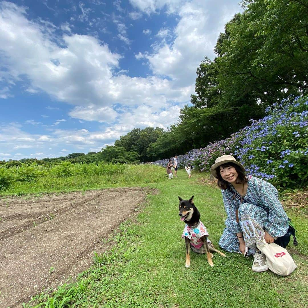 平山ユージさんのインスタグラム写真 - (平山ユージInstagram)「ショコラとひじきを連れて巾着田を夫婦で散歩🐕🐾　梅雨の晴れ間で空や木々、そして紫陽花が凄く綺麗だったー☀️🌈🍀🎄　#巾着田　#chocolateandhijiki」6月20日 22時31分 - yuji_hirayama_stonerider