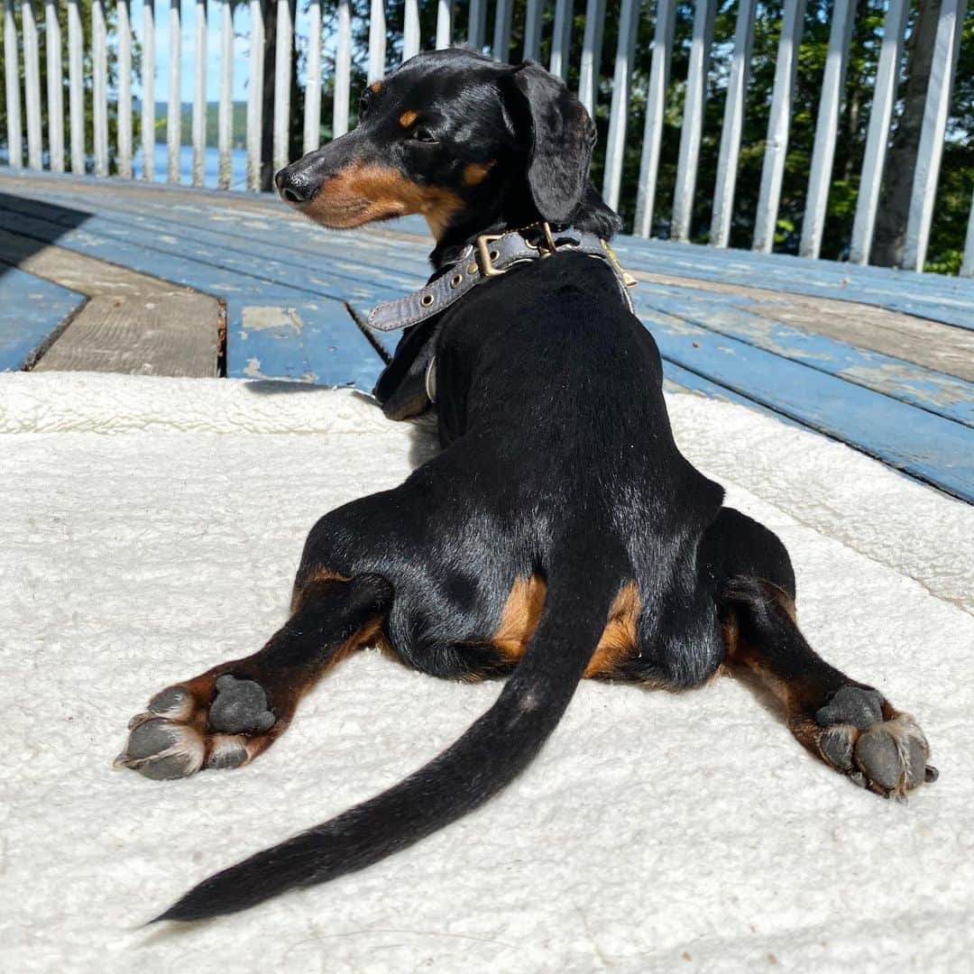 Crusoe the Celebrity Dachshundのインスタグラム：「POST-SURGERY UPDATE: as promised, wanted to let you know how I’m doing. I am thankfully feeling great and am acting my normal self! Playing, suntanning, eating, pooping (except celebrities don’t poop) - all normal. The one thing my Mum and Dad are slightly concerned about is that I actually have some elevated liver enzymes as of yesterday. This could be, and is hopefully still related to just some inflammation/scarring inside from the healing process.. So we’re going to be watching that..」