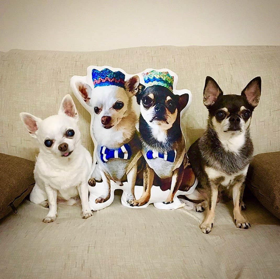 友稀サナさんのインスタグラム写真 - (友稀サナInstagram)「私の宝物🐶👑 ブルーザー君のお誕生日🎂14歳になりました。 . ここ数年で何度も命の危機がありました。もういよいよダメかもって時はパニック起こしながらも覚悟決めないといけない…私がしっかりしないと…と、大号泣しながらタクシー飛び乗って実家に帰ったっけね。 . 命あるものいつかお別れする時が来るのは分かっているけど、本当にブルーザーの事だけは諦められない。。 . 今日と言う日を迎えられたのもブルーザーが頑張ってくれたからだよ。 何度も這い上がって来てくれて本当に本当にありがとうね。 . ブルーザーもタバサも私の宝物。 来年のお誕生日も元気に迎えられますように✨🙏🎉 ブーちゃん、14歳のお誕生日、おめでとう✨大好きだよ❤️ . . . #chiwawa#チワワ#スムチー #スムースコートチワワ#お誕生日 #14歳#シニア犬#シニア犬14歳  #犬好きな人と繋がりたい#犬バカ部  #親バカ部#dogstagram #犬なしでは生きていけません会  #多頭飼い#2匹飼い#老犬 #happybirthday#おめでとう #お誕生日おめでとう#🎂#🎉#🐶」6月20日 22時40分 - sana0810yuuki