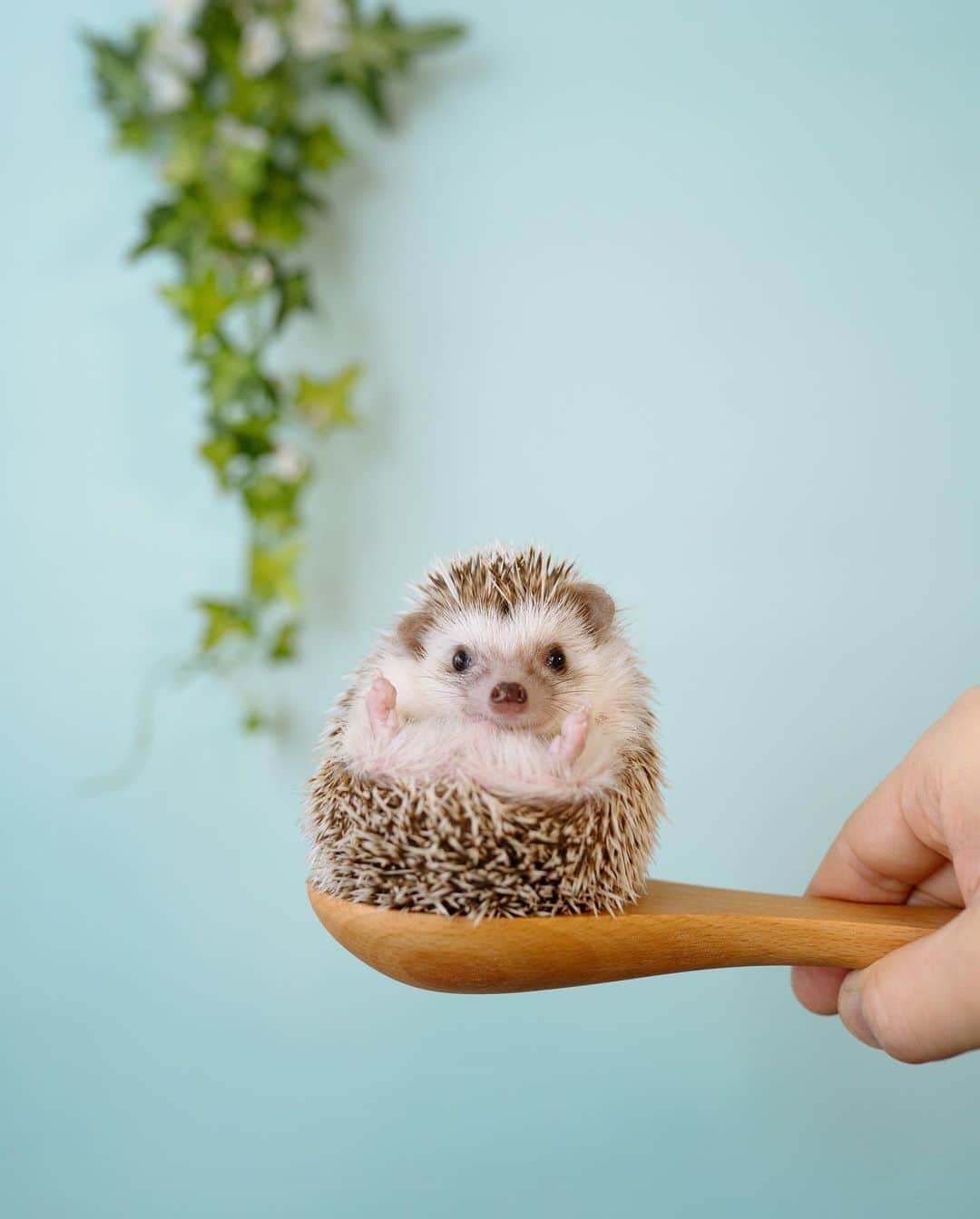 ダーシーのインスタグラム：「Today is my little Koala's 2 month old birthday🐨💙 He looks so tiny, but his butt will not fit on this spoon in a few days🍑」