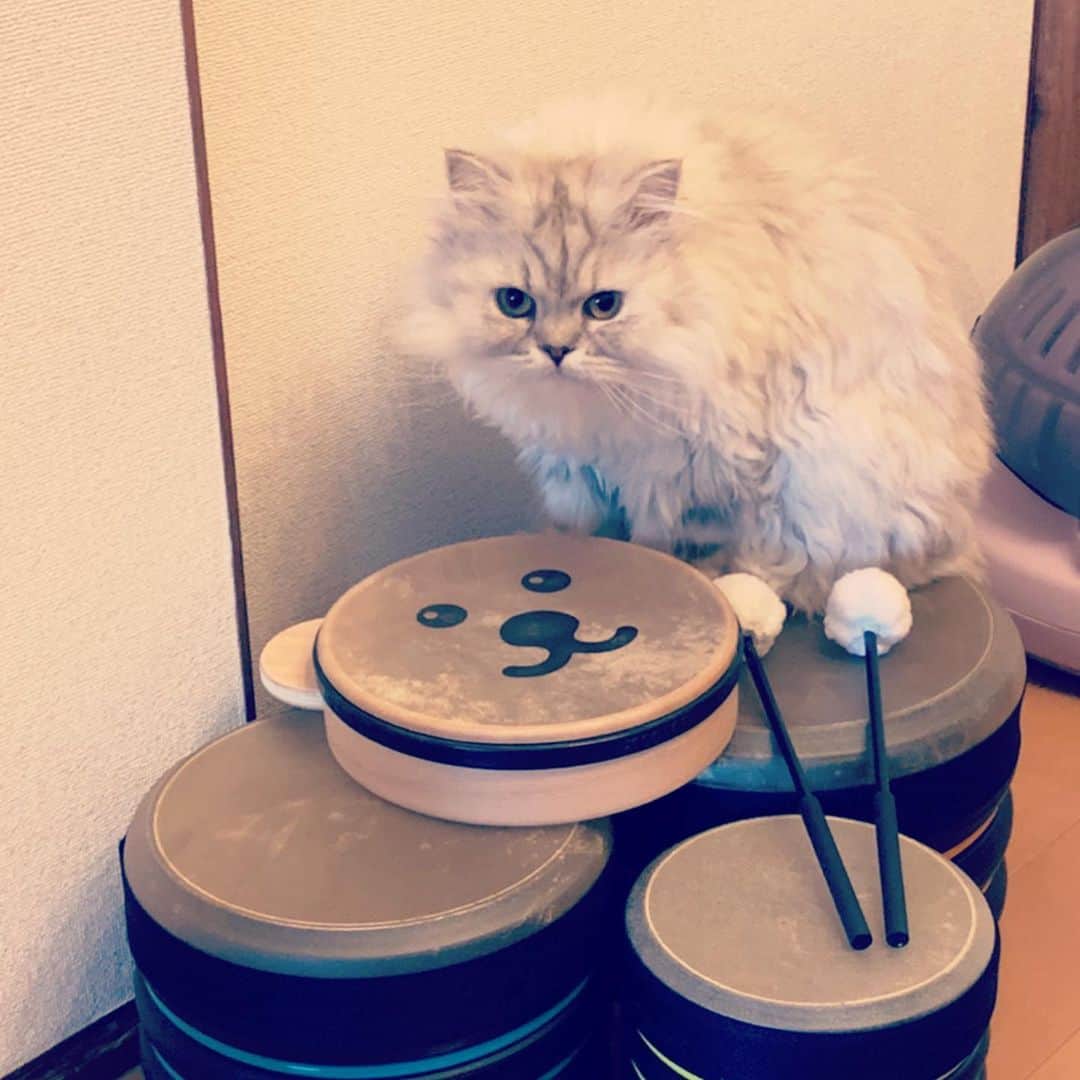 SATOKOさんのインスタグラム写真 - (SATOKOInstagram)「猫ちゃんも距離つめだした。笑 #babyandcat #magiyoo #赤ちゃんと猫 #犬と猫 #dogandcat」6月20日 22時54分 - fc_satoko