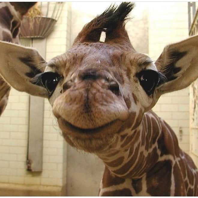 Baby Animalsさんのインスタグラム写真 - (Baby AnimalsInstagram)「Here’s a baby giraffe to make your day better! 😊」6月20日 22時56分 - thebabyanimals
