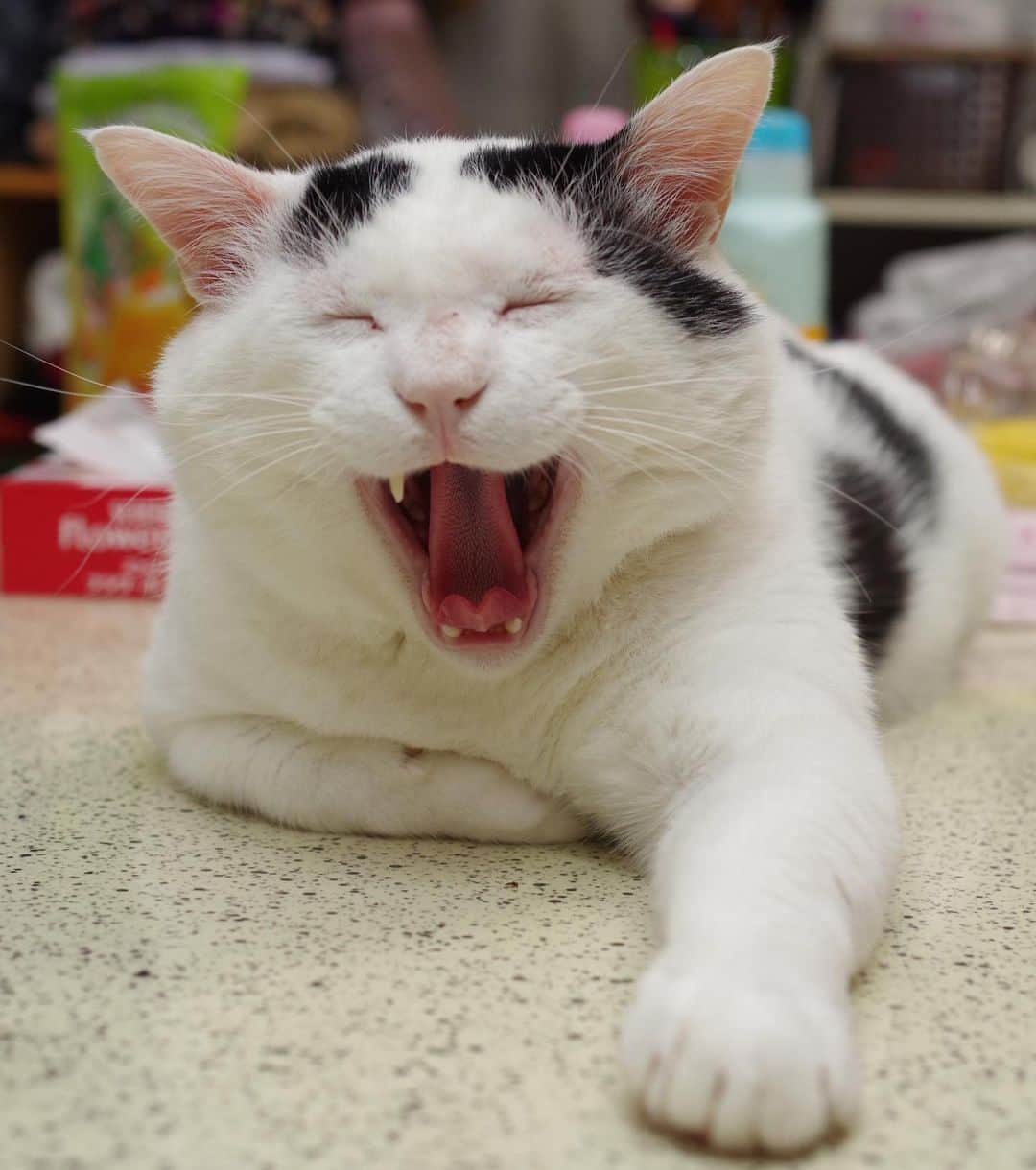 Kachimo Yoshimatsuさんのインスタグラム写真 - (Kachimo YoshimatsuInstagram)「ナナクロ大笑いの図。  あくびした時の写真だけどね。  ヨウカンさんじゃないよ。 似た写真あったなあ。  #うちの猫ら #nanakuro #yohkan #ヨウカンさん似　#猫 #ねこ #cat #ネコ #catstagram #ネコ部 http://kachimo.exblog.jp」6月20日 23時00分 - kachimo
