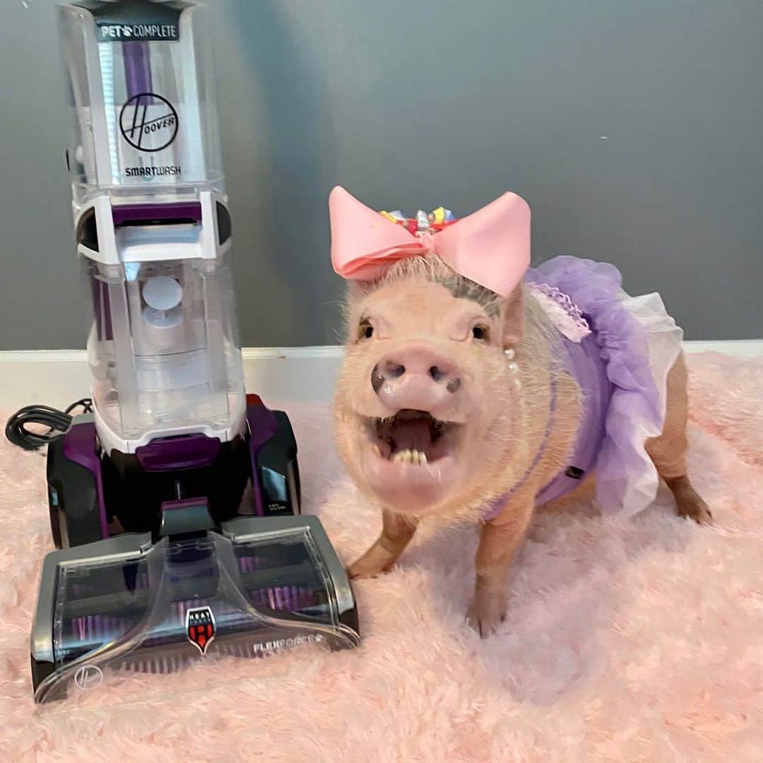 Priscilla and Poppletonさんのインスタグラム写真 - (Priscilla and PoppletonInstagram)「⭐️GIVEAWAY⭐️Squeal!!! Pop and I snuck all 11 little piglets inside last night while mommy was sleeping. We had so much fun, but they made quite a mess with their dirty hooves and snouts on our pink carpet. I was so piggy worried until Pop reminded me about his buddy Hoover.  We are big fans of @hoover, but this new SmartWash PET Carpet Cleaner is hooves down our new favorite. It has a separate “Spot Chaser Pretreat Spray Wand” that let me treat those muddy stains before cleaning. Mommy will never know. If you promise not to squeal on us, we invite you to enter our giveaway to win your very own Hoover buddy pictured above. #ad  To enter (you must live in the US) follow us, @hoover and @prissyandpops_helpinghooves. Then comment below one emoji for each pet and person living in your house. We will select one winner to receive their very own Hoover buddy. Good luck! They can also be purchased on Hoover.com, Amazon.com and from select retailers nationwide.🐷🧼🧹#hoover #bestbuds #PrissyandPop」6月20日 23時11分 - prissy_pig