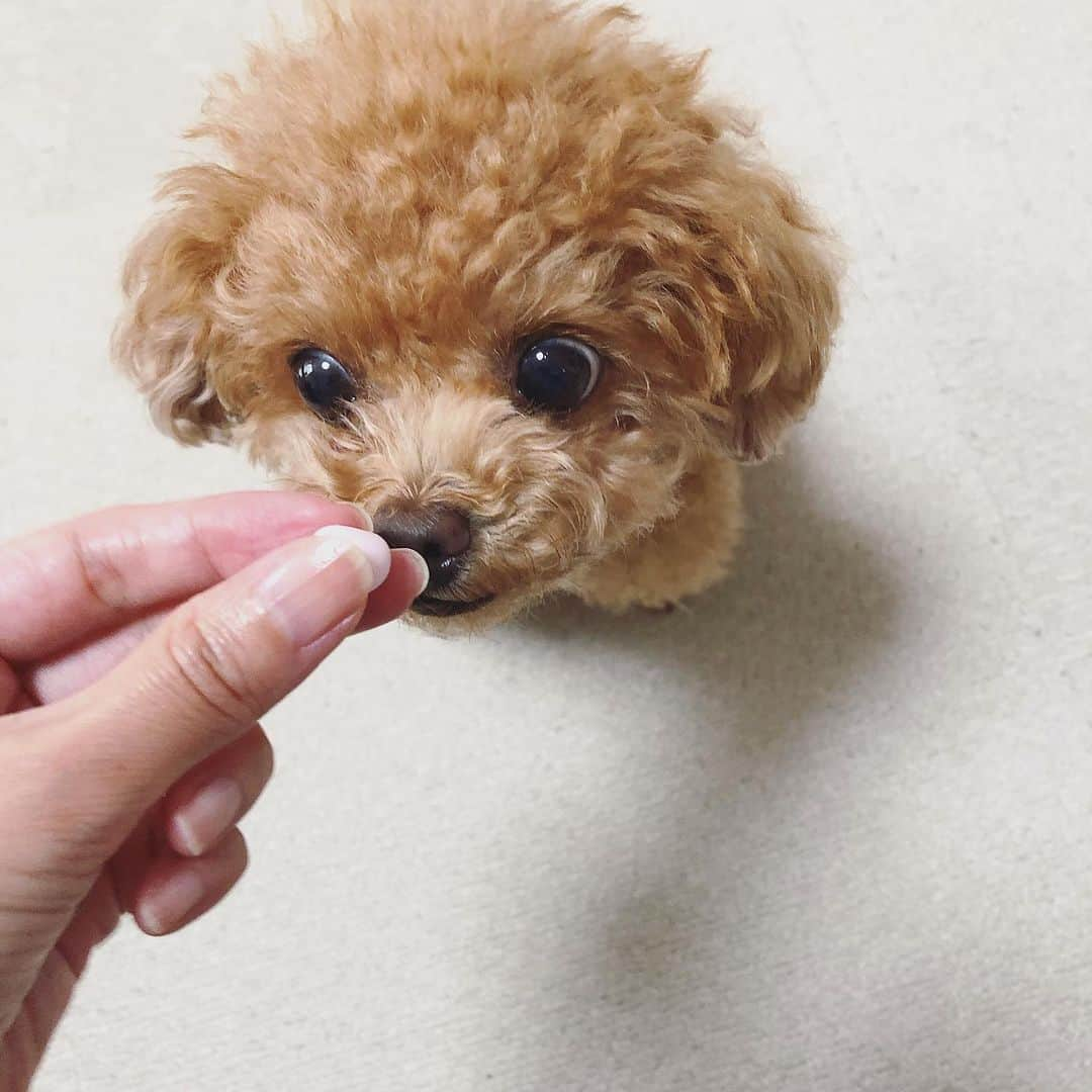 ふわさんのインスタグラム写真 - (ふわInstagram)「#toypoodle#toypoodlegram#dogsofinstagram#doglover#doglife#instadog#dog#fuwamama#ふわもこのふわ#ふわ#といぷーどる#トイプードル#ふわもこ部#犬バカ部#親バカ部#犬のいる暮らし#いぬすたぐらむ」6月20日 23時23分 - huwayama