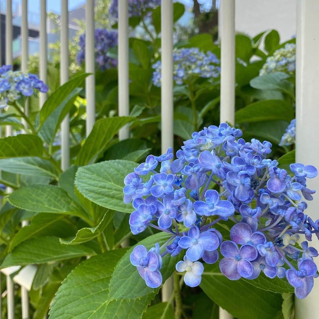 のインスタグラム：「・ 梅雨入りしてジメジメした日が続きますが 家の近くに咲く紫陽花がかわいくてかわいくて 梅雨もいいなと思います☂️ ・ #紫陽花 #梅雨 #ジメジメ #アジサイ #あじさい #お花 #水色 #可愛い #繊細 #過去pic #hydrangea #rainyseason #damp #flower #cute #blue #skyblue #follow #followme #picture #sunnyinstapic #instalike #instagood #instagramjapan #instagram」