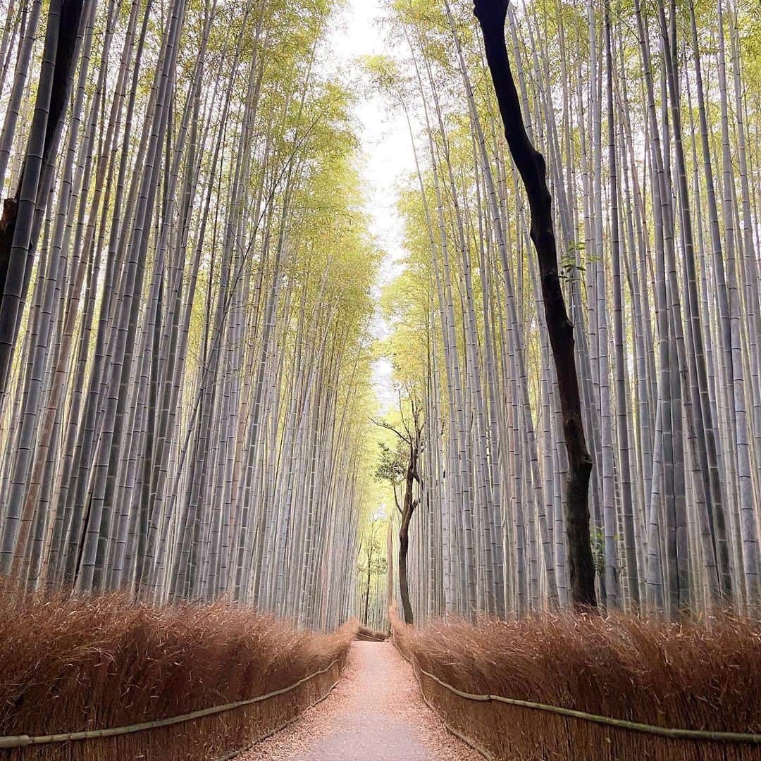 鈴木絢子さんのインスタグラム写真 - (鈴木絢子Instagram)「・ ・ 【絶景🎋竹林】 自粛解除により、久々の京都🐶🐶 幻想的な竹林の小径はやっぱり風情を感じます✨ ・ 一年前の6/18にも、姉と一緒に訪れた嵐山。 そのときには人混みで上を向くしかなかった状況でした、、😅 ・ 徐々に観光地にも人が戻って活気があるのは嬉しい限り💡 外国人旅行客が少ない今、行きたかったところにも行きやすいかもしれません🤗 ・ ・ ・ #京都 #渡月橋 #嵐山 #竹林の小径 #野宮神社 #観光地 #自粛解除 #犬の散歩 #犬バカ部 #親子犬 #風情 #情緒 #日本の風景 #日帰り京都 #夏の散歩 #ジーンズ #犬連れ京都 #🐶🐶 #kyoto #🎋」6月20日 23時42分 - ayako_suzuki810