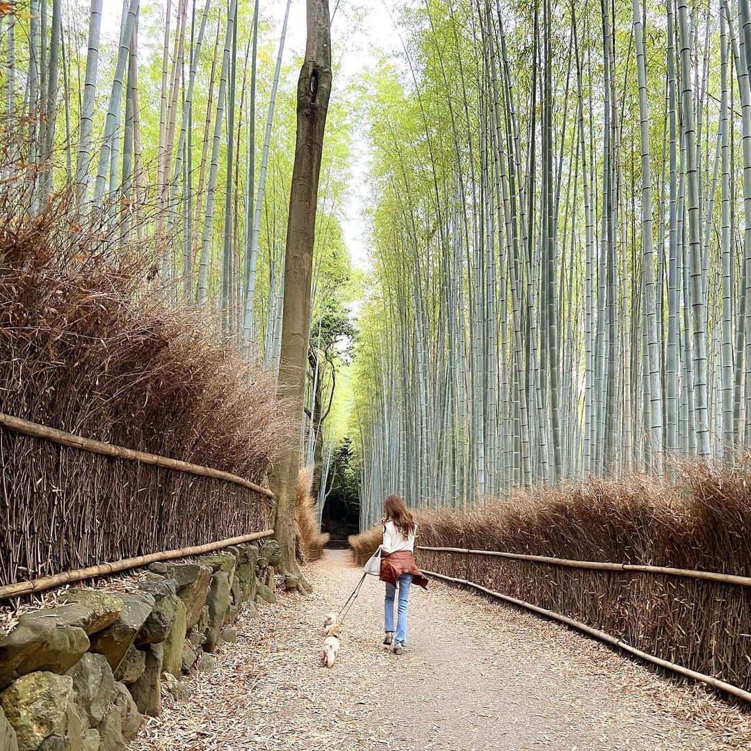 鈴木絢子さんのインスタグラム写真 - (鈴木絢子Instagram)「・ ・ 【絶景🎋竹林】 自粛解除により、久々の京都🐶🐶 幻想的な竹林の小径はやっぱり風情を感じます✨ ・ 一年前の6/18にも、姉と一緒に訪れた嵐山。 そのときには人混みで上を向くしかなかった状況でした、、😅 ・ 徐々に観光地にも人が戻って活気があるのは嬉しい限り💡 外国人旅行客が少ない今、行きたかったところにも行きやすいかもしれません🤗 ・ ・ ・ #京都 #渡月橋 #嵐山 #竹林の小径 #野宮神社 #観光地 #自粛解除 #犬の散歩 #犬バカ部 #親子犬 #風情 #情緒 #日本の風景 #日帰り京都 #夏の散歩 #ジーンズ #犬連れ京都 #🐶🐶 #kyoto #🎋」6月20日 23時42分 - ayako_suzuki810