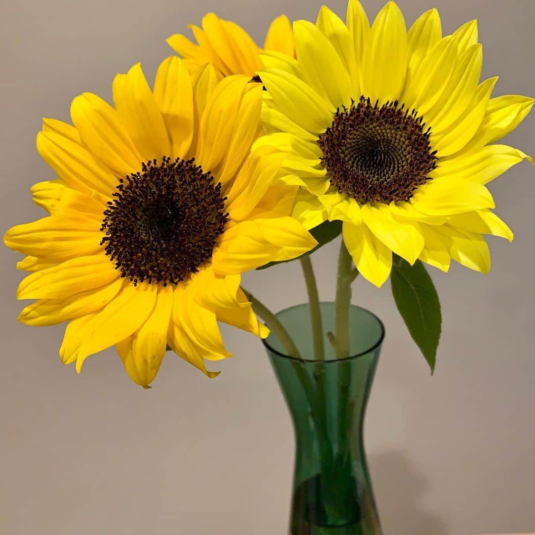 熊井友理奈さんのインスタグラム写真 - (熊井友理奈Instagram)「_﻿ ﻿ ﻿ 🌻🌻🌻﻿ ﻿ ﻿ #sunflowers」6月20日 23時52分 - kumai_yurina